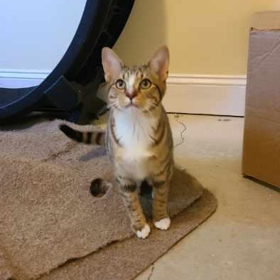 Mr. Peppy - Winterville, GA, an adoptable mixed breed in Athens, GA image 3/4