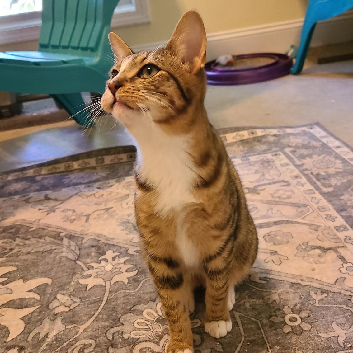 Mr. Peppy - Winterville, GA, an adoptable mixed breed in Athens, GA image 4/4