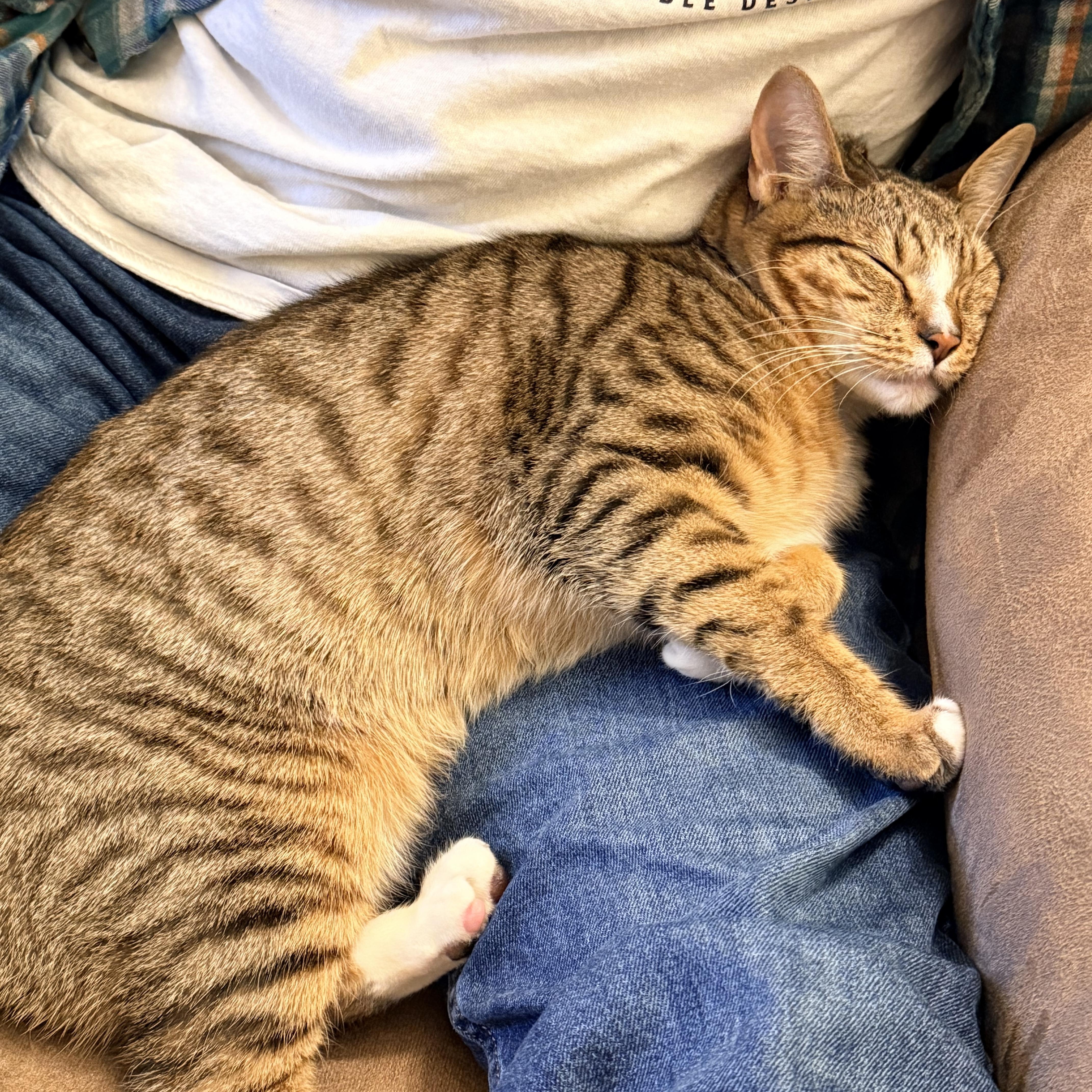 Mr. Peppy - Athens, GA, an adoptable mixed breed in Athens, GA image 3/6