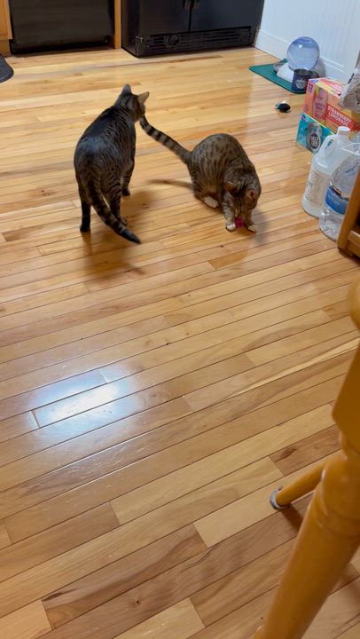 Enlarge Mr. Peppy - Athens, GA, an adoptable mixed breed in Athens, GA video 5/6