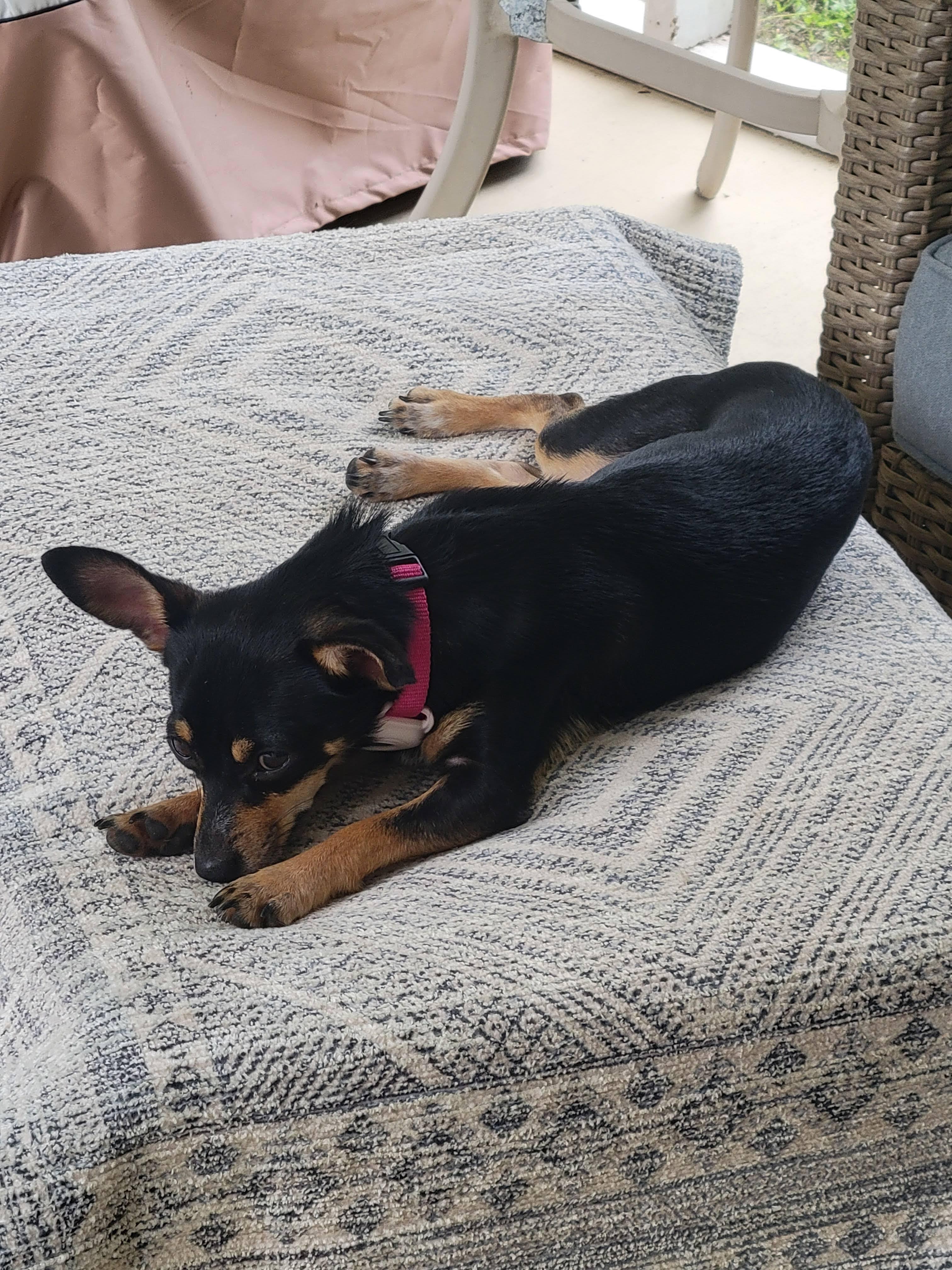 Precious, a Adopted Chihuahua in Durham, NC image 1/4