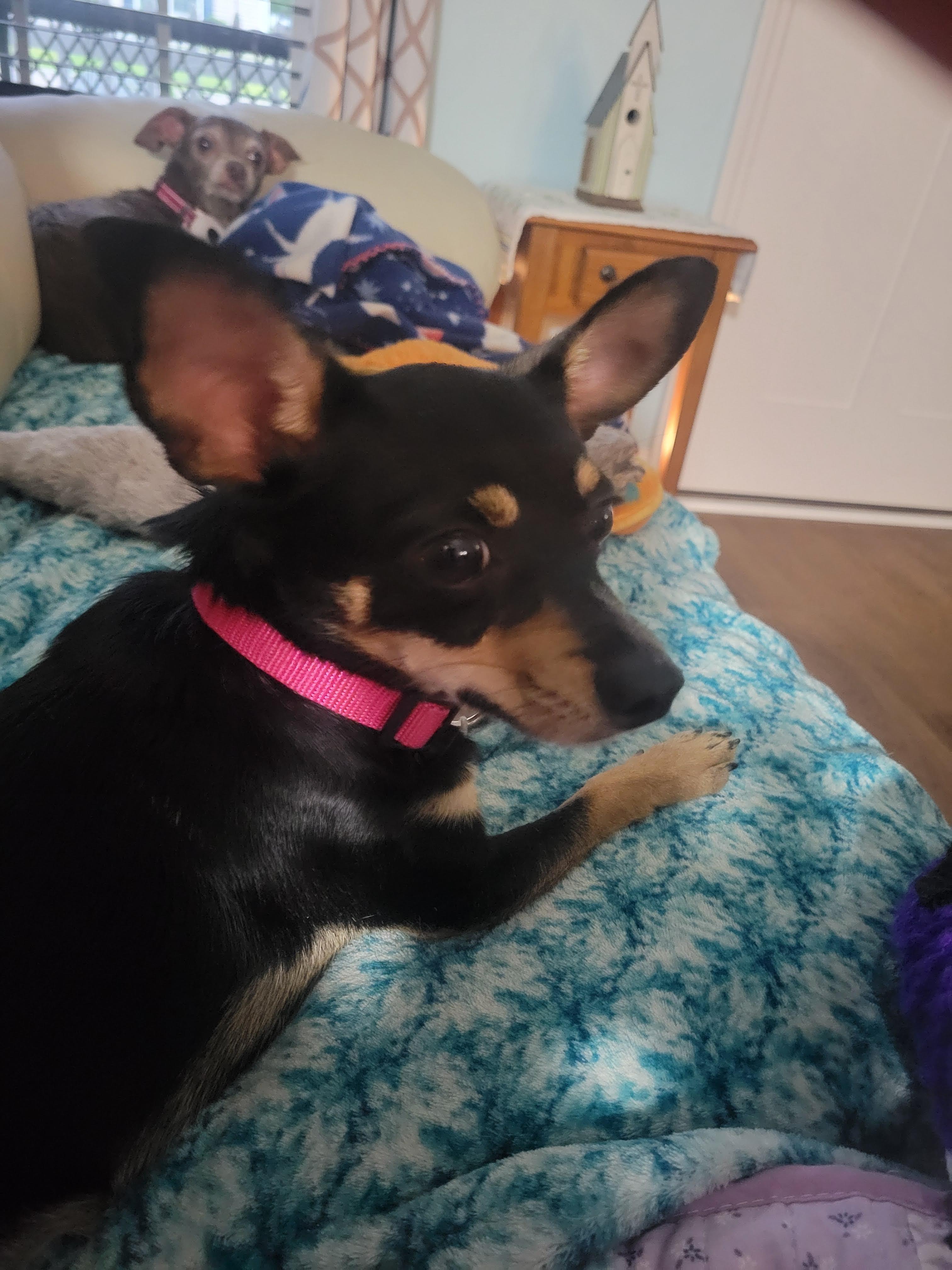 Precious, a Adopted Chihuahua in Durham, NC image 2/4