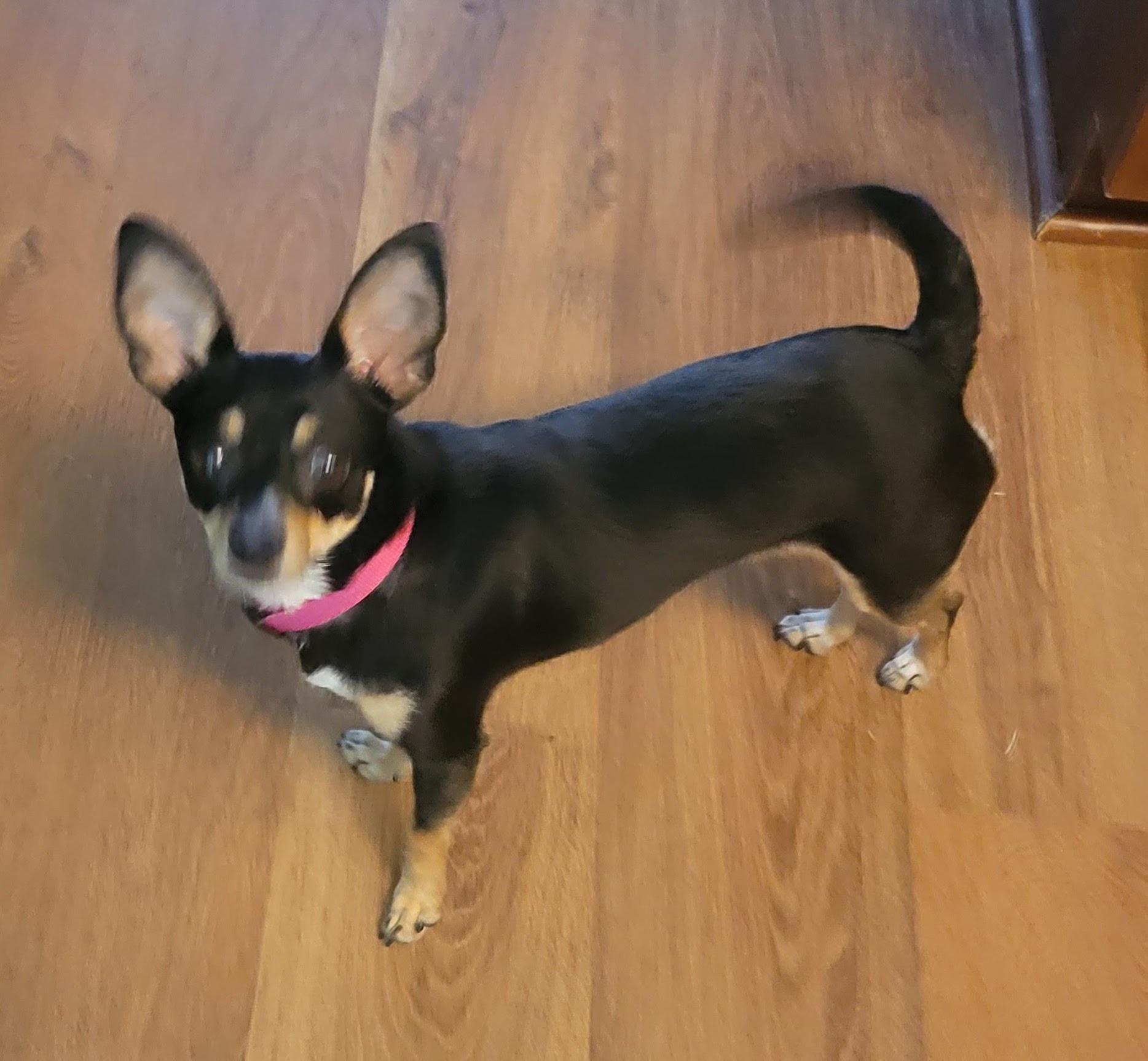 Precious, Adopted, Young Female Chihuahua.