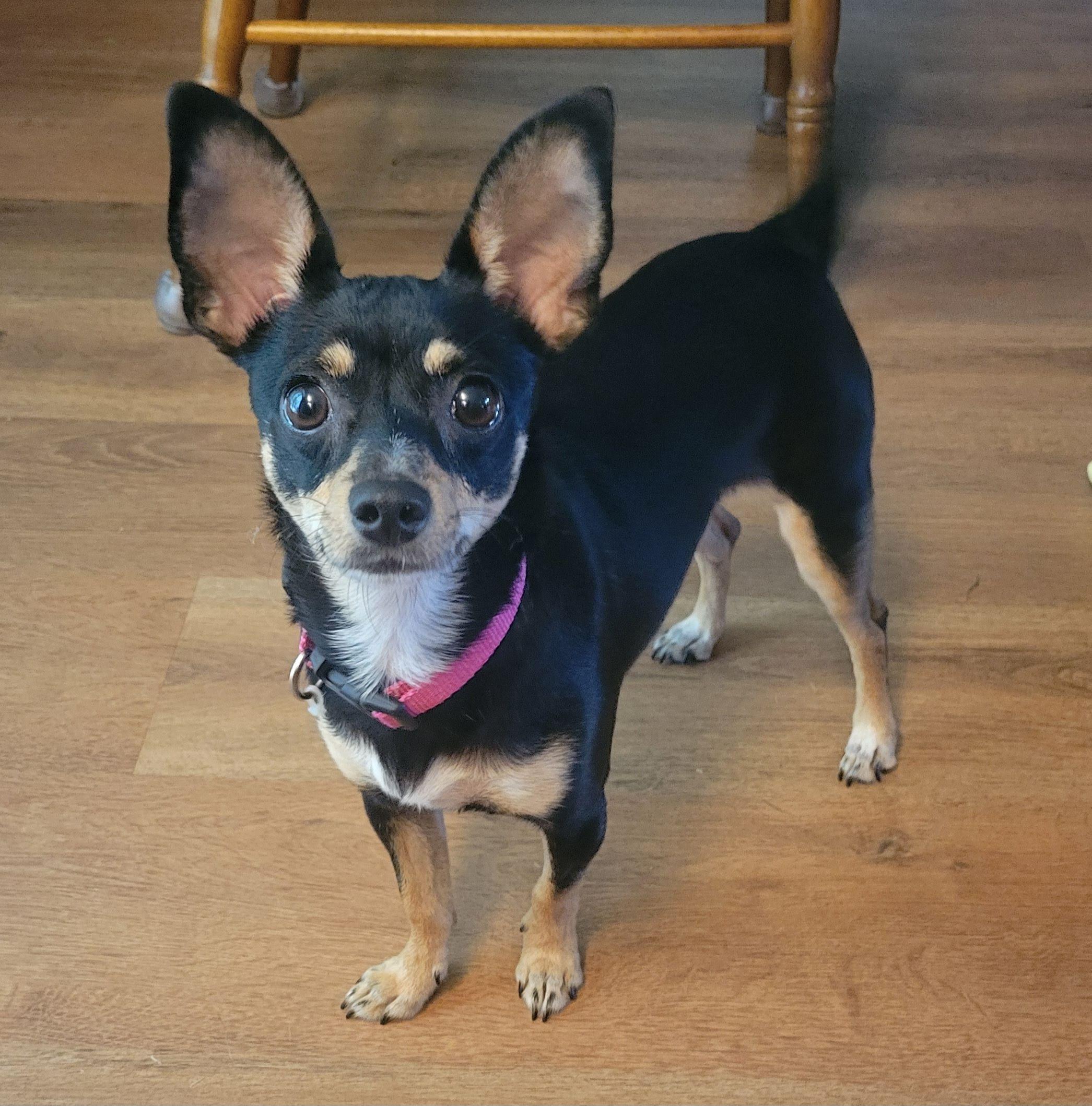 Precious, a Adopted Chihuahua in Durham, NC image 4/4