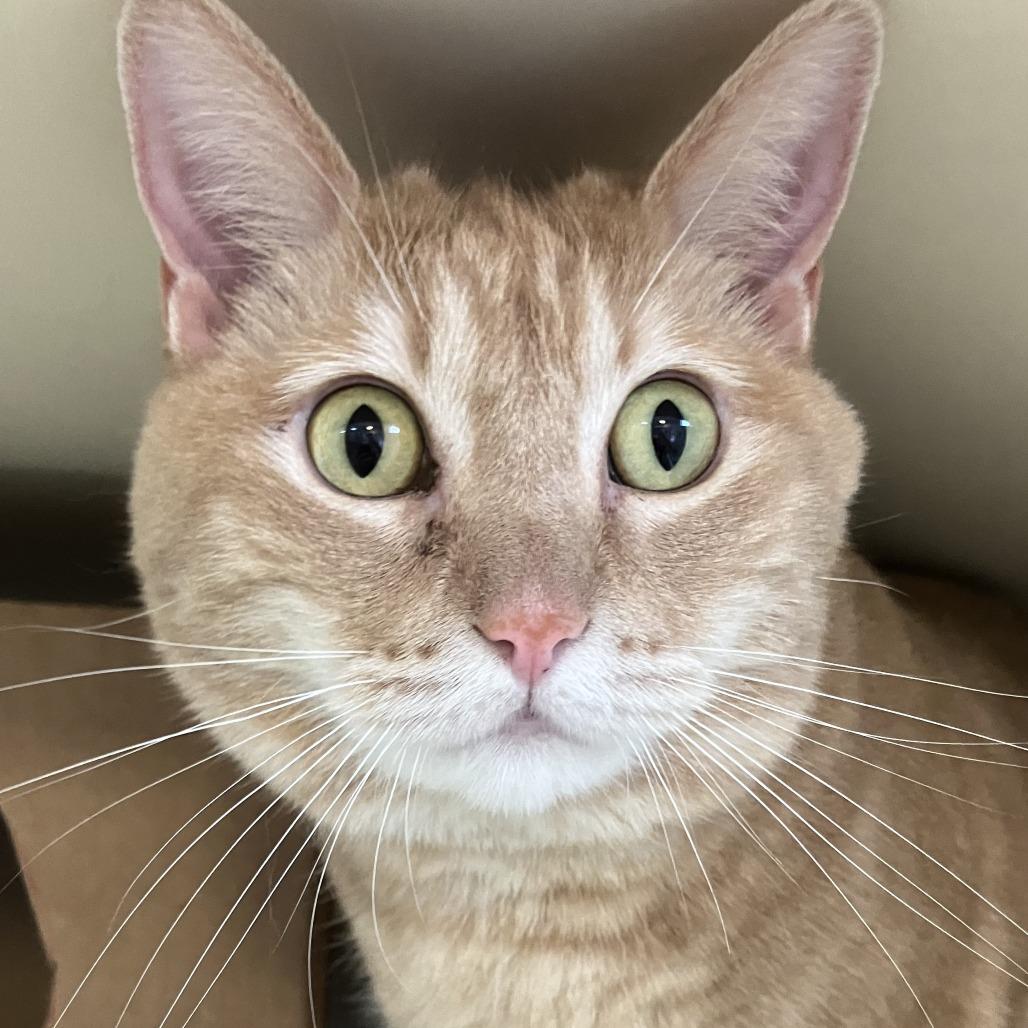 Enlarge Darcy, a Adoptable Domestic Medium Hair in Idaho Falls, ID image 1/3