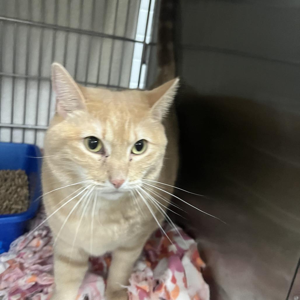 Enlarge Darcy, a Adoptable Domestic Medium Hair in Idaho Falls, ID image 2/3