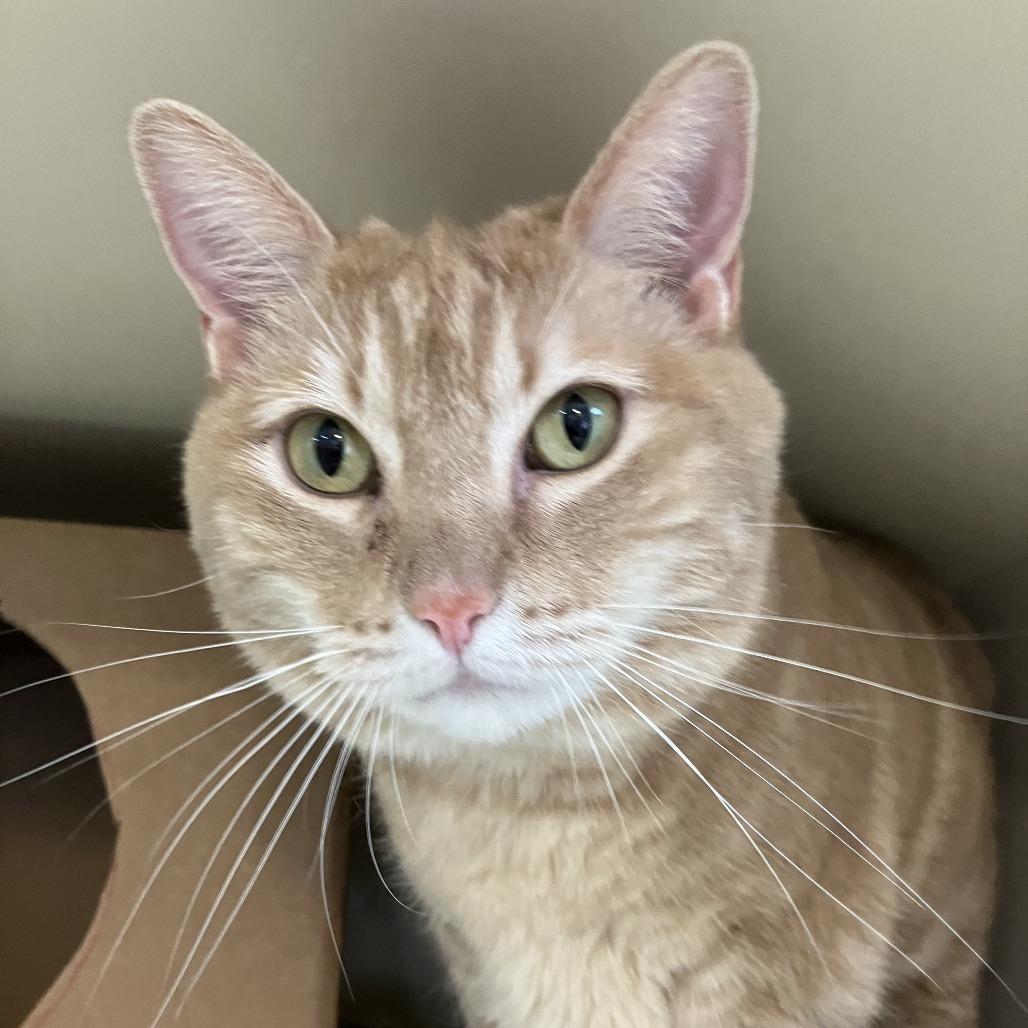 Enlarge Darcy, a Adoptable Domestic Medium Hair in Idaho Falls, ID image 3/3