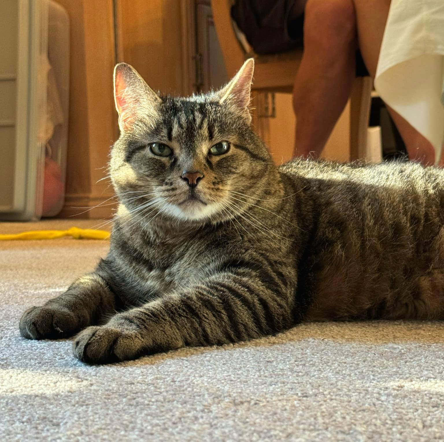 Bango, Adopted, Adult Male Domestic Short Hair.