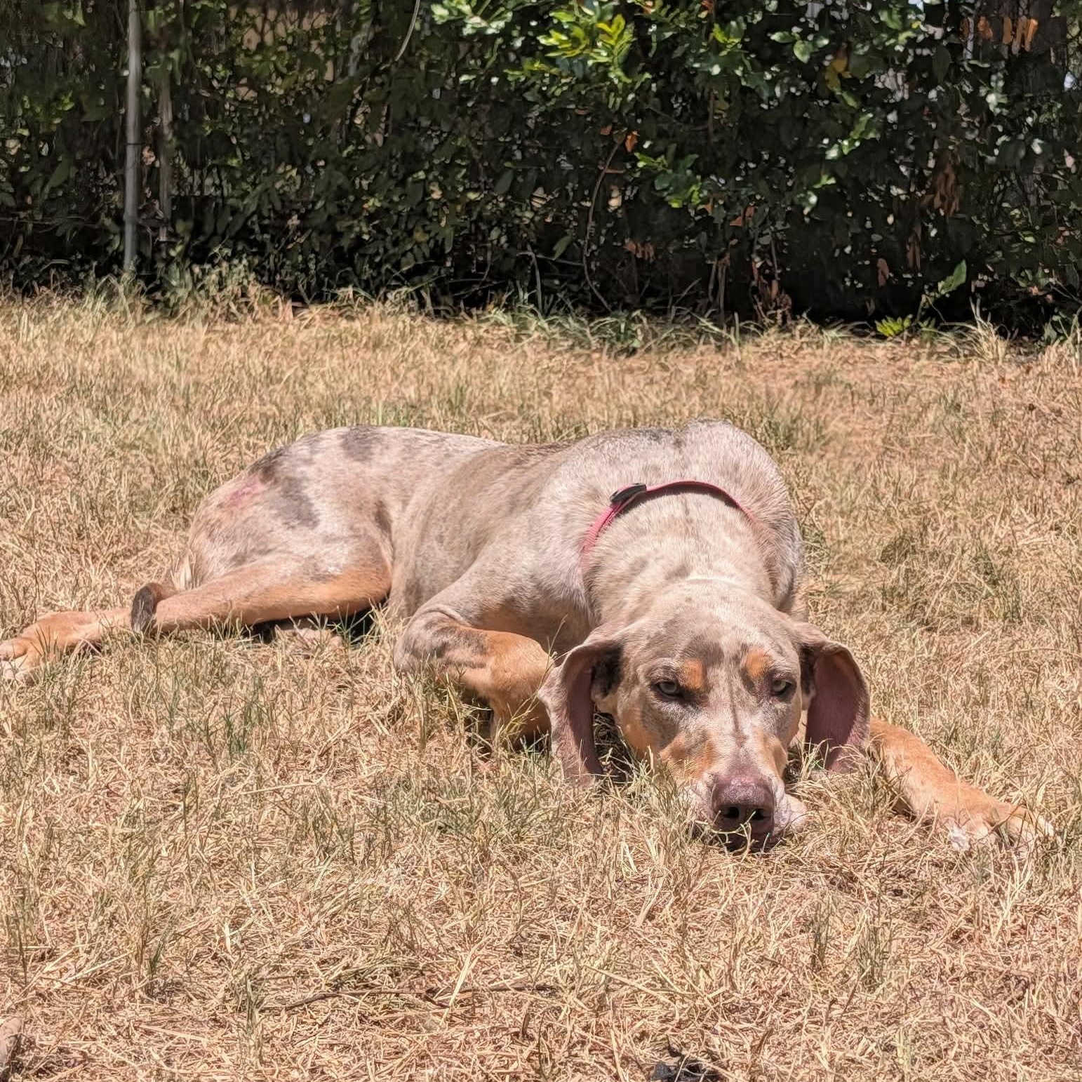Ivory, an adopted Great Dane in Kemp, TX image 3/3