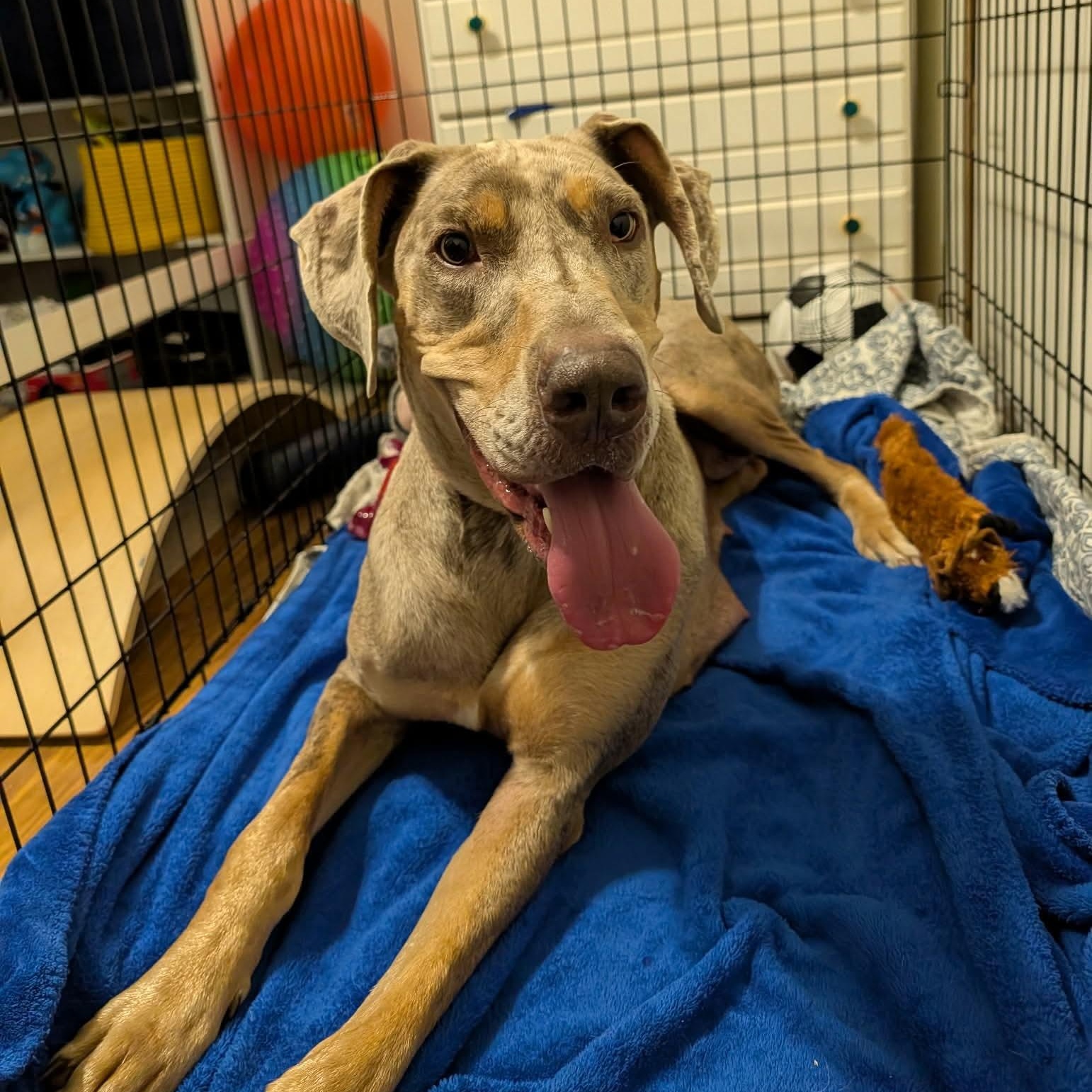 Ivory, an adopted Great Dane in Kemp, TX image 1/3