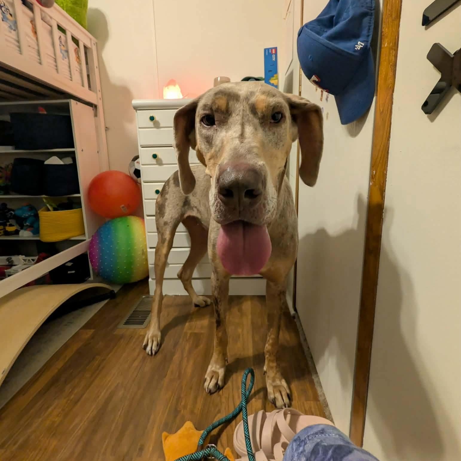 Ivory, an adopted Great Dane in Kemp, TX image 2/3