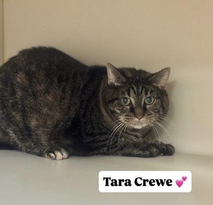 Tara Crewe, Adoptable, Adult Female Domestic Short Hair & Domestic Short Hair.