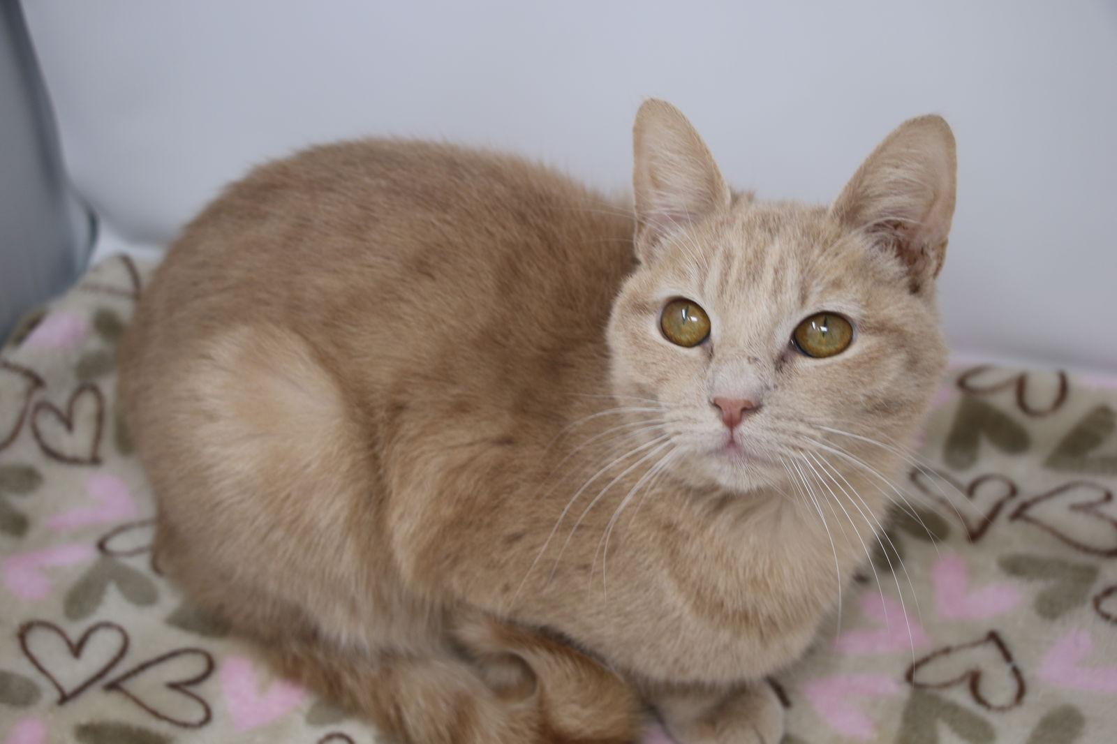 Disney, Adoptable, Young Female Domestic Short Hair.