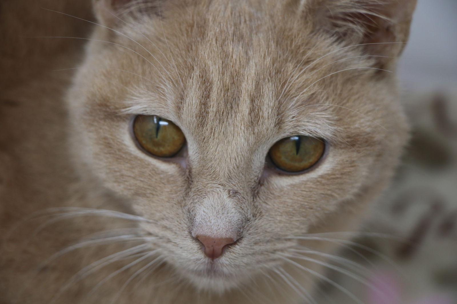 Enlarge Disney, a Adoptable Domestic Short Hair in Crompond, NY image 2/3