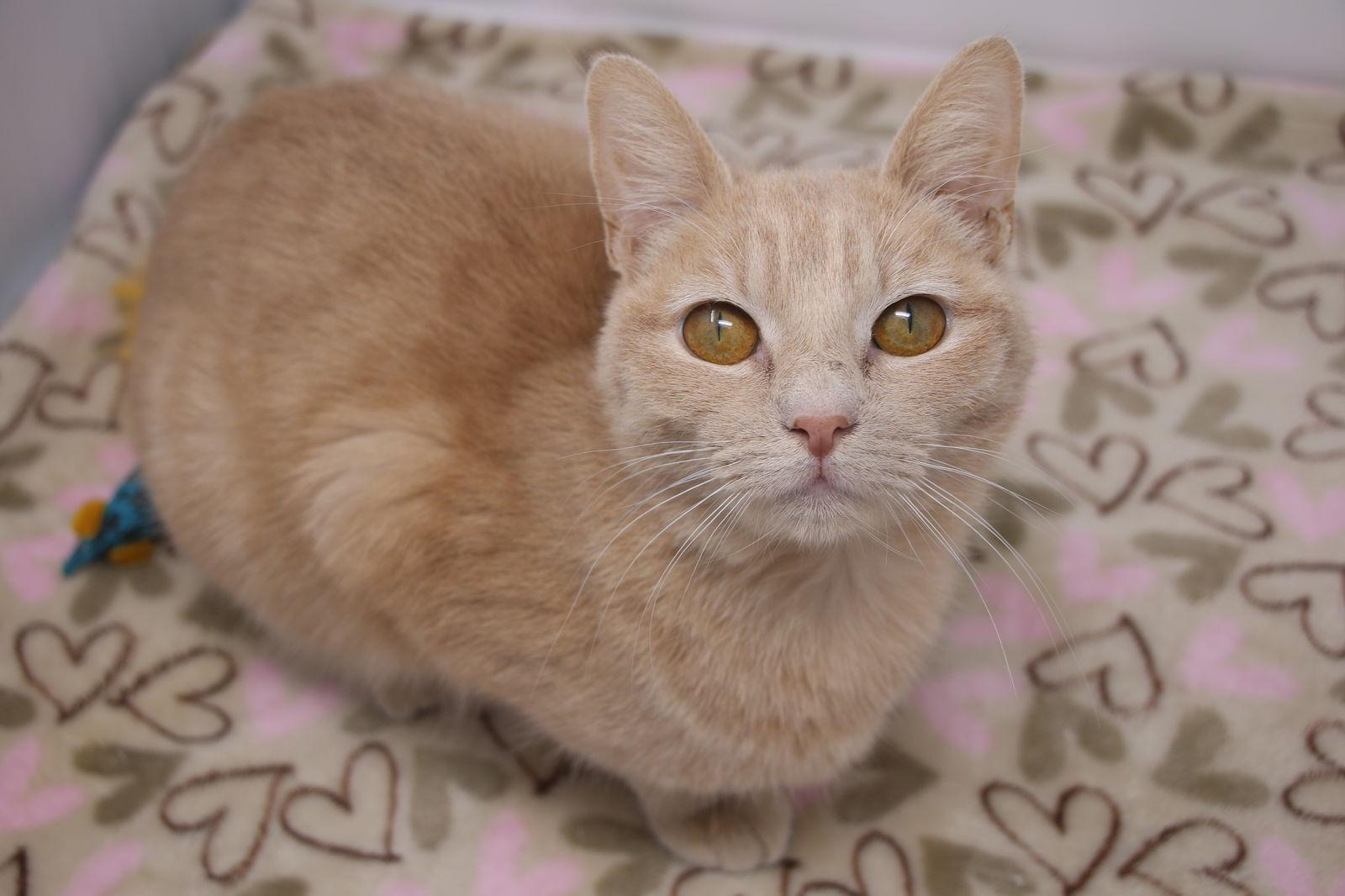 Enlarge Disney, a Adoptable Domestic Short Hair in Crompond, NY image 3/3