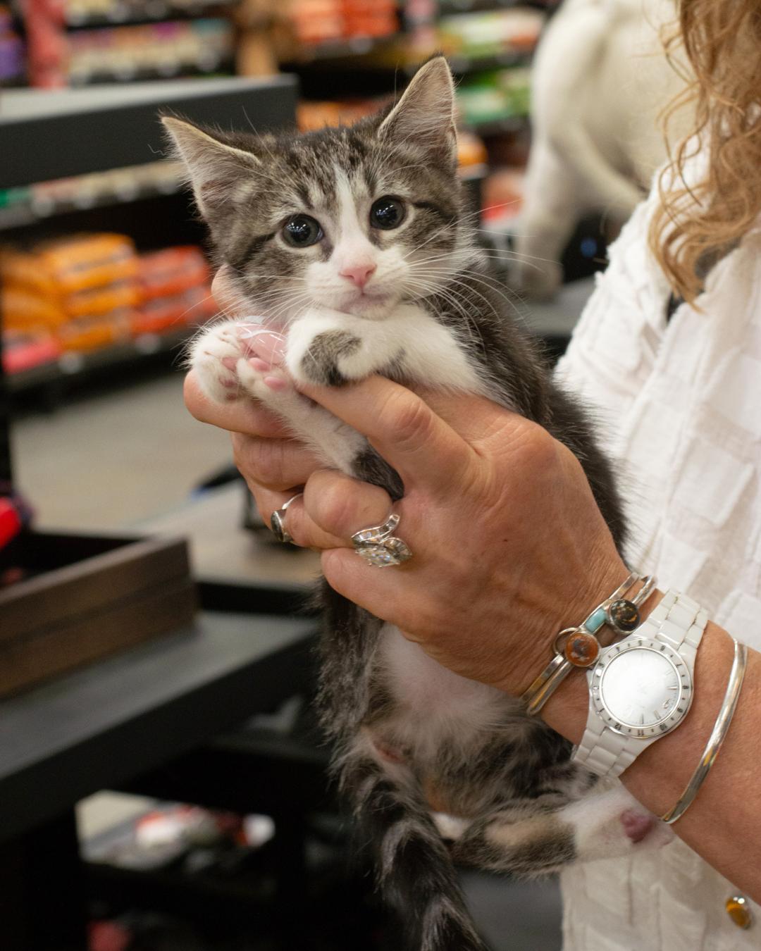 Olivia, ADOPTABLE, Kitten Female Domestic Short Hair.