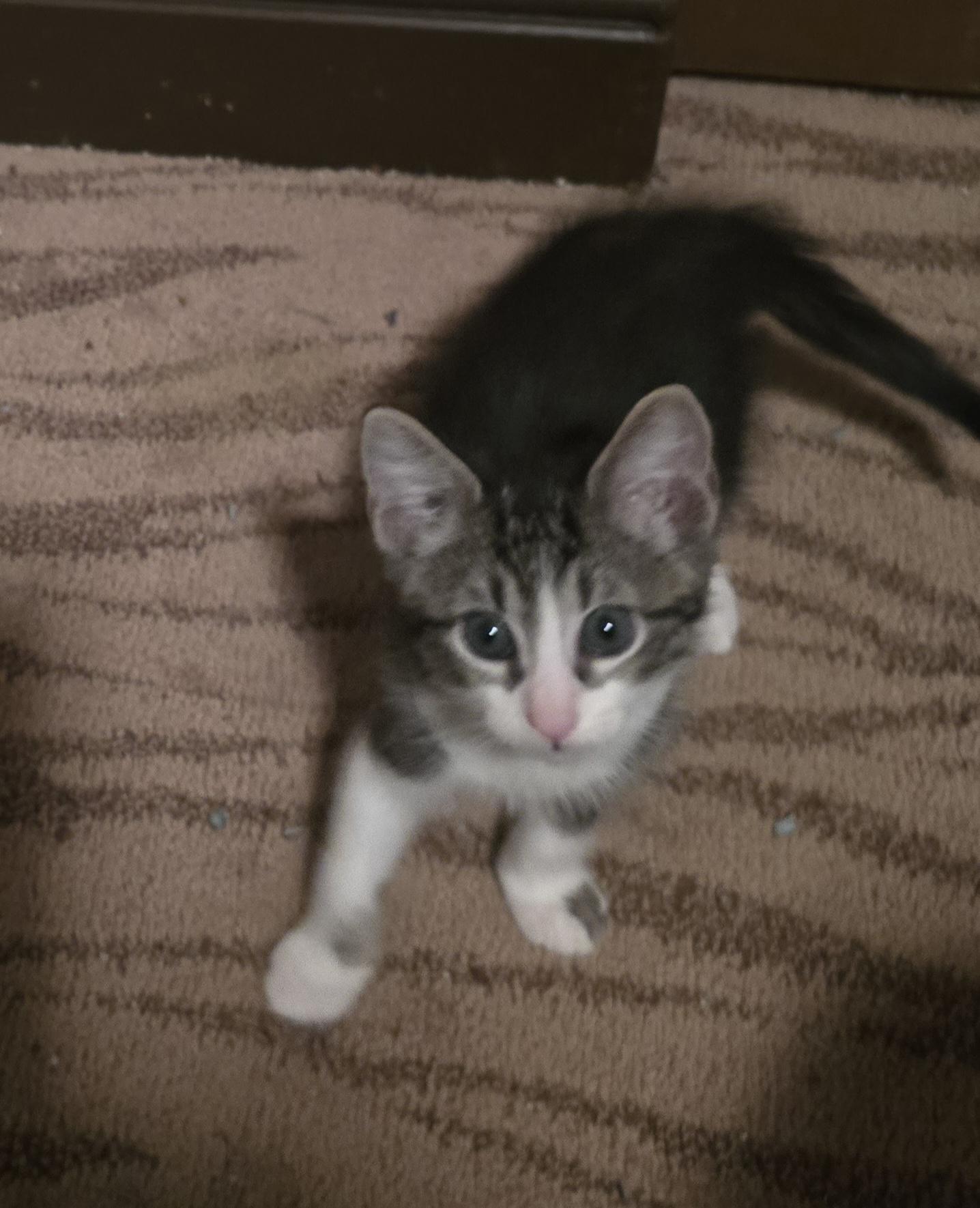 Enlarge Olivia, a ADOPTABLE Domestic Short Hair in Elk Grove, CA image 2/2