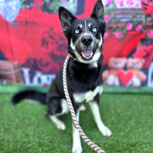 Enlarge MIA, a Adoptable Husky in Long Beach, CA image 1/2