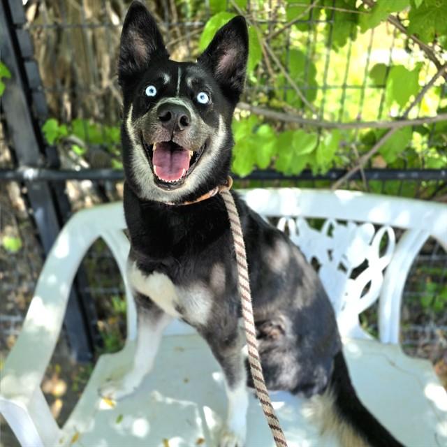 MIA, Adoptable, Adult Female Husky.