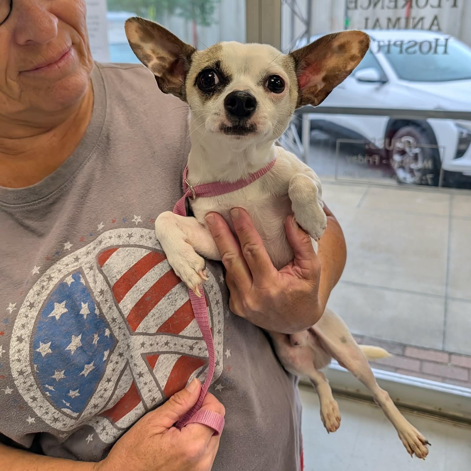Snoop, ADOPTABLE, Young Male Chihuahua.
