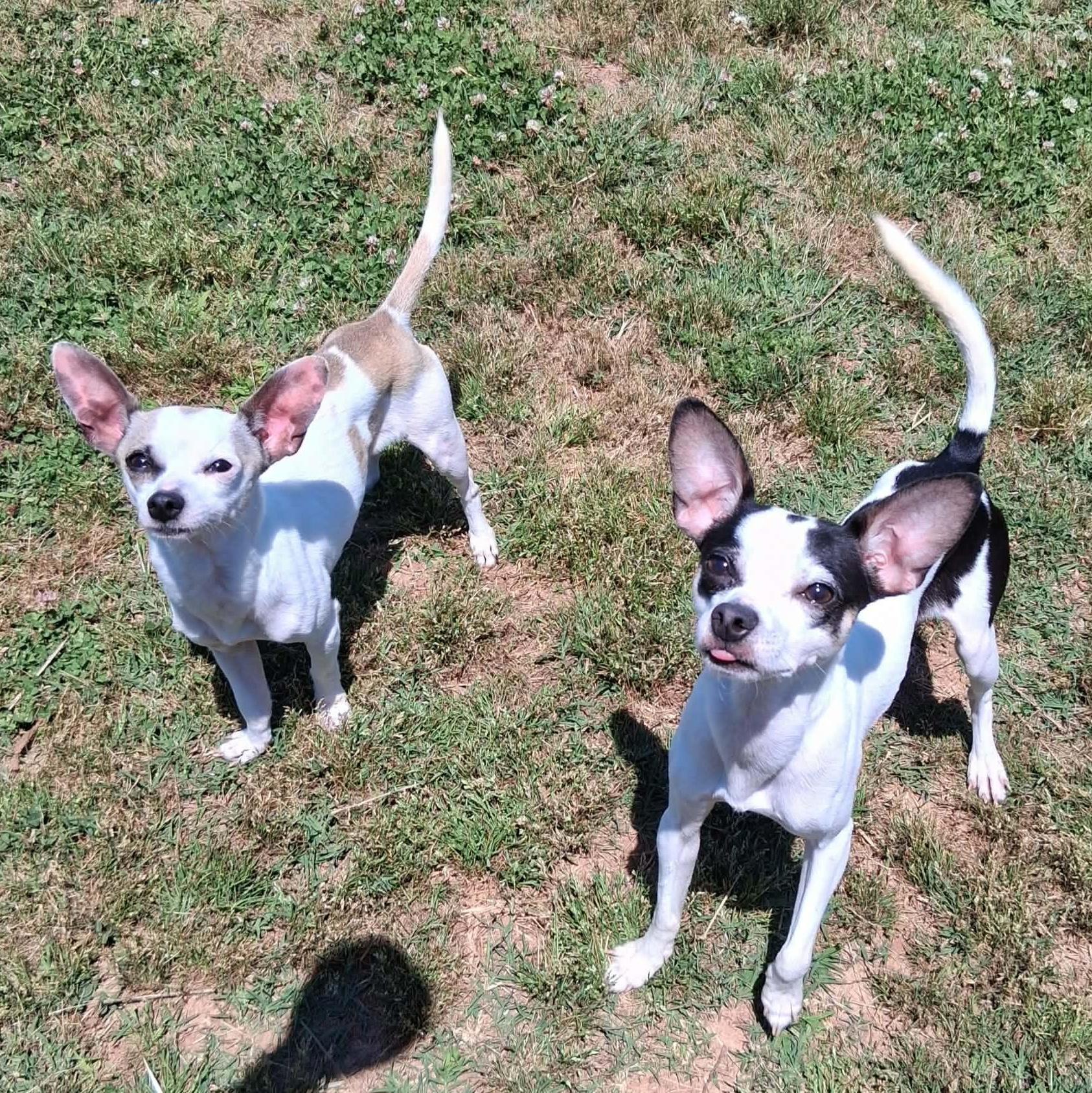 Snoop, a ADOPTABLE mixed breed in Hopkinton, MA image 3/4