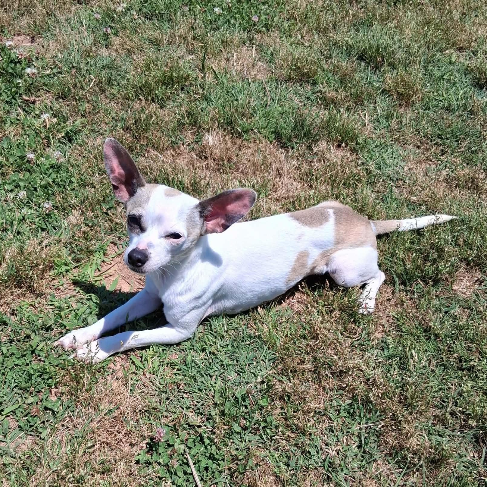 Snoop, a ADOPTABLE mixed breed in Hopkinton, MA image 2/4