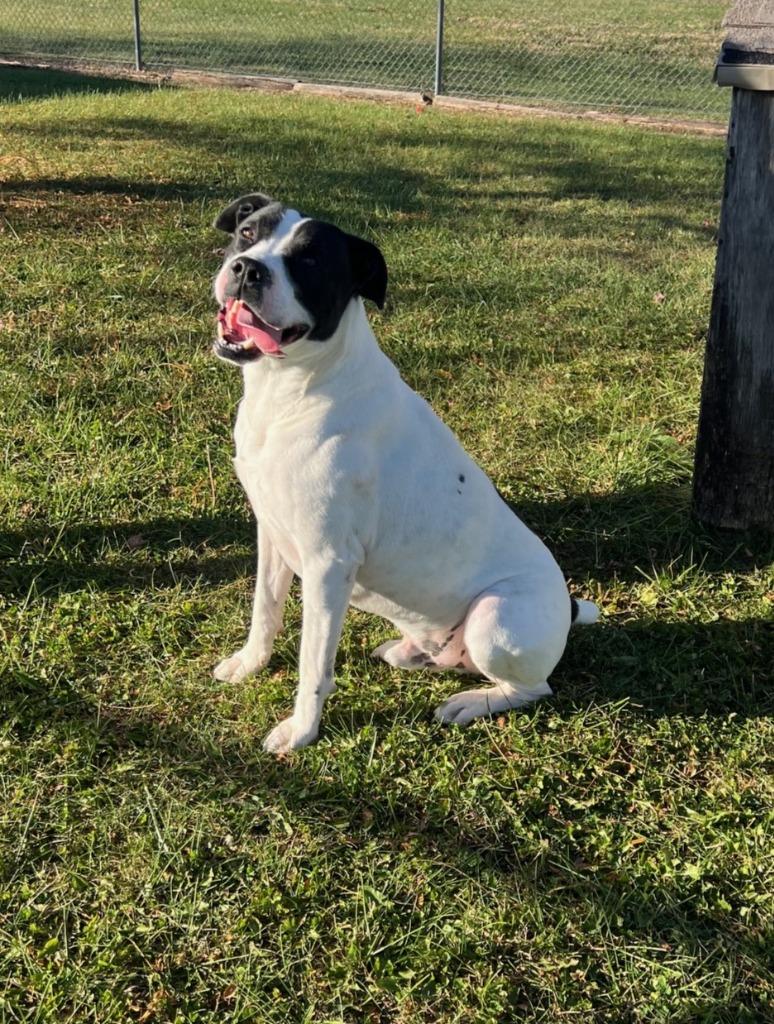 Harley, Adoptable, Adult Male Boxer & Labrador Retriever.