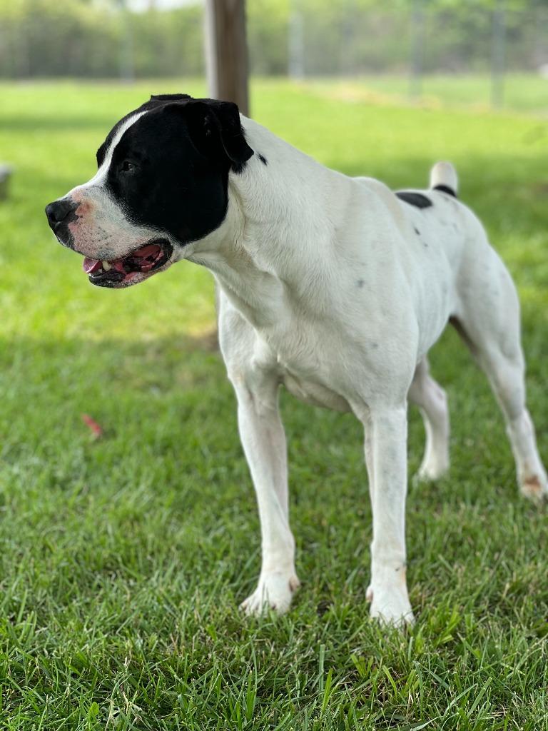 Enlarge Harley, a Adoptable mixed breed in Hartford City, IN image 2/6