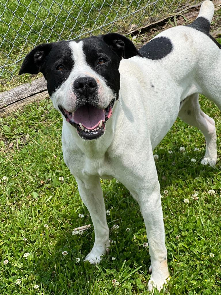 Enlarge Harley, a Adoptable mixed breed in Hartford City, IN image 3/6