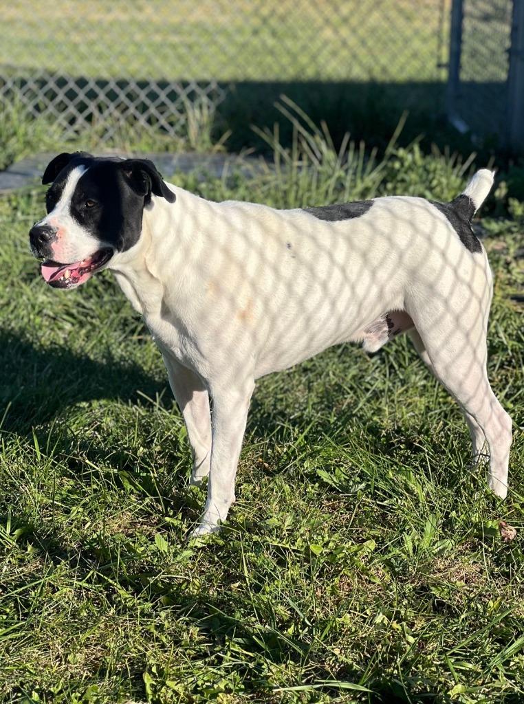 Enlarge Harley, a Adoptable mixed breed in Hartford City, IN image 4/6