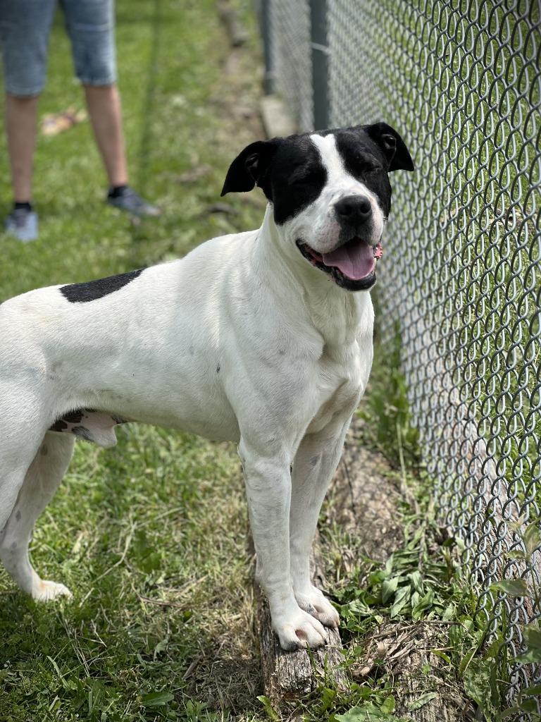 Enlarge Harley, a Adoptable mixed breed in Hartford City, IN image 5/6