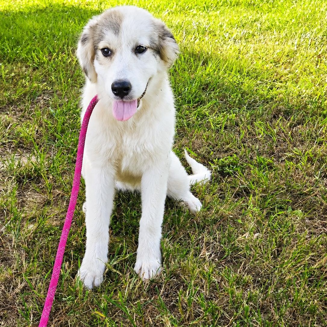 Moonpie, ADOPTABLE, Young Female Great Pyrenees.
