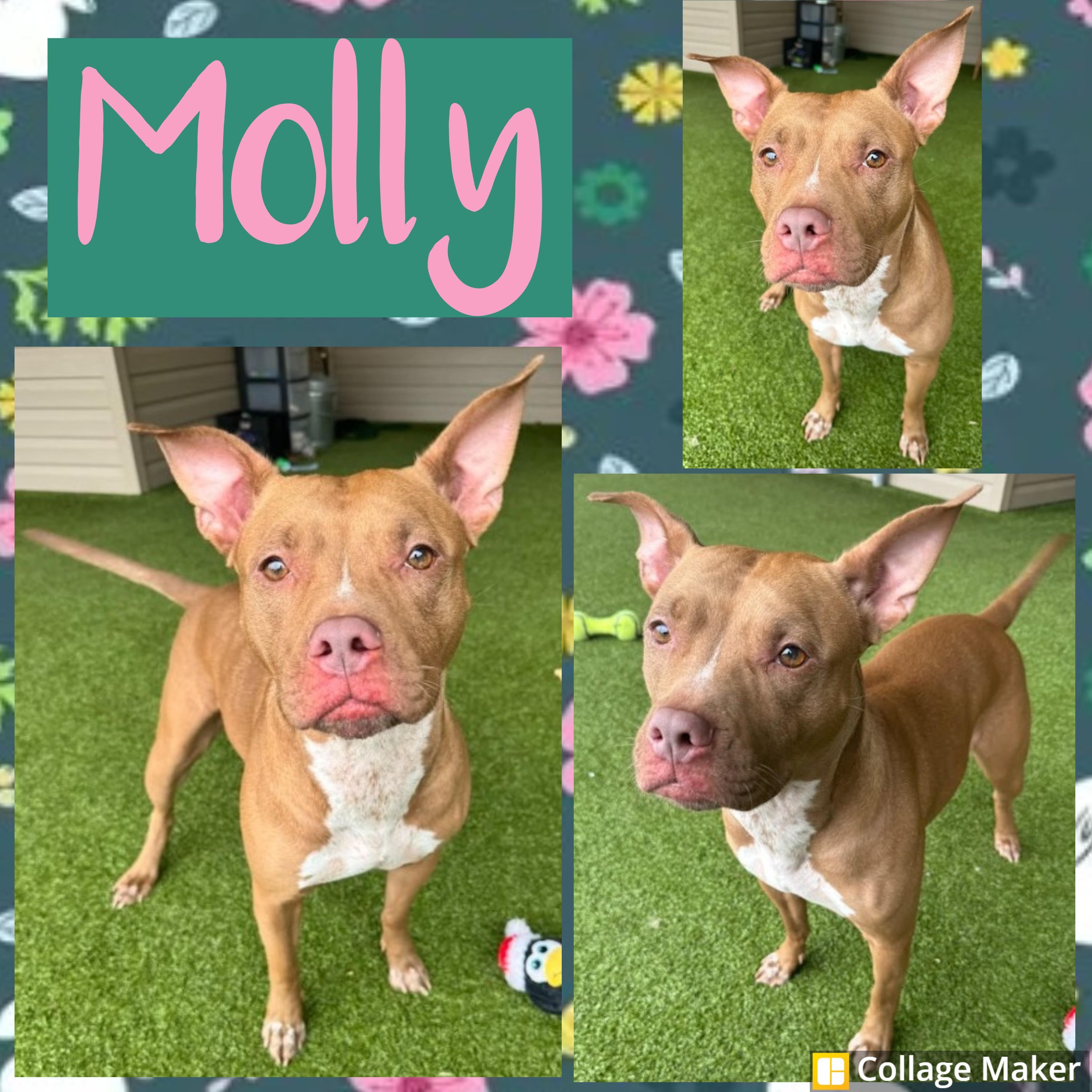Enlarge Molly, a ADOPTABLE mixed breed in Clearfield, PA image 1/1