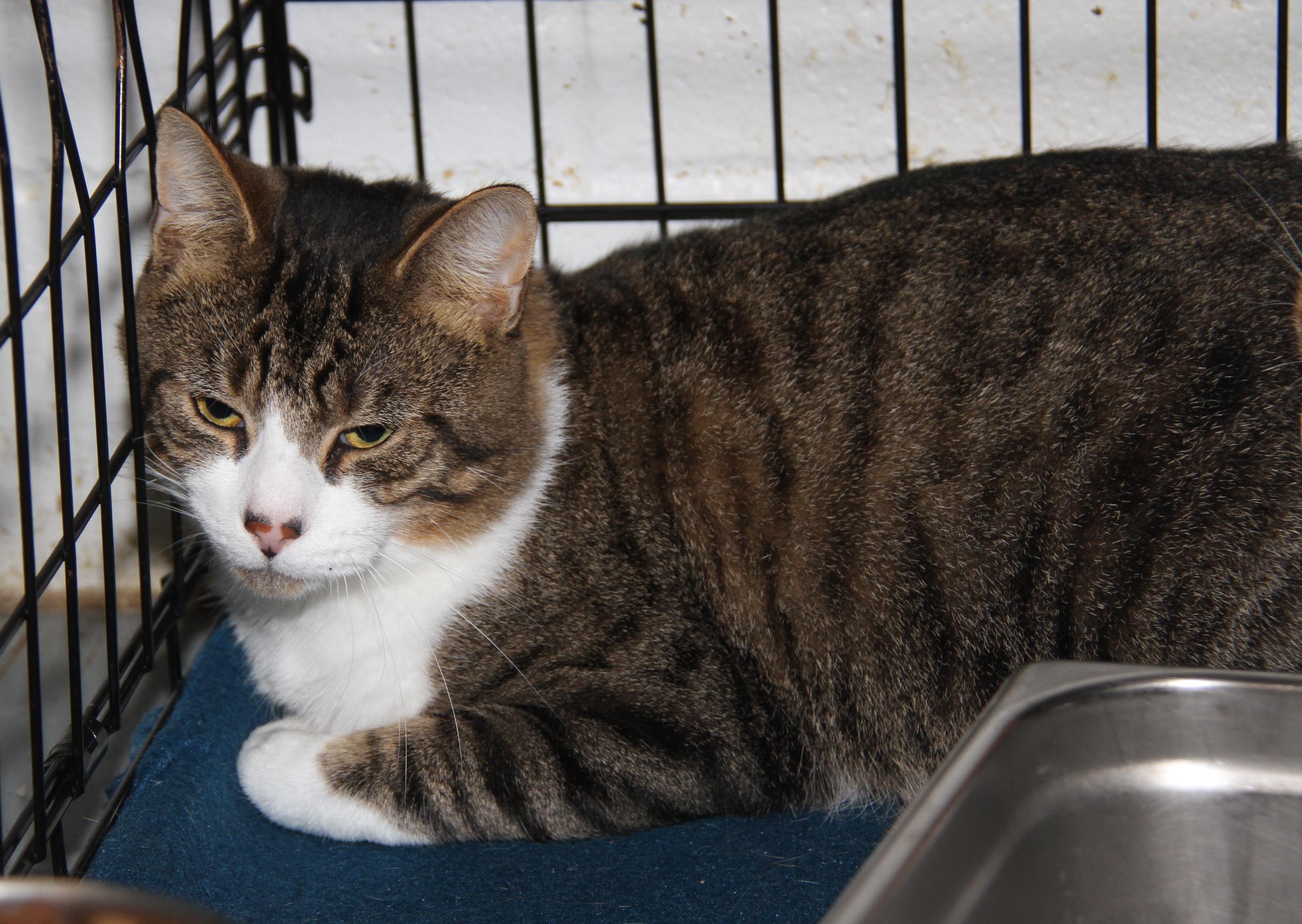 Foxy (Neutered) (Bonded Pair w/Monty) (Photos 10/3/2025)