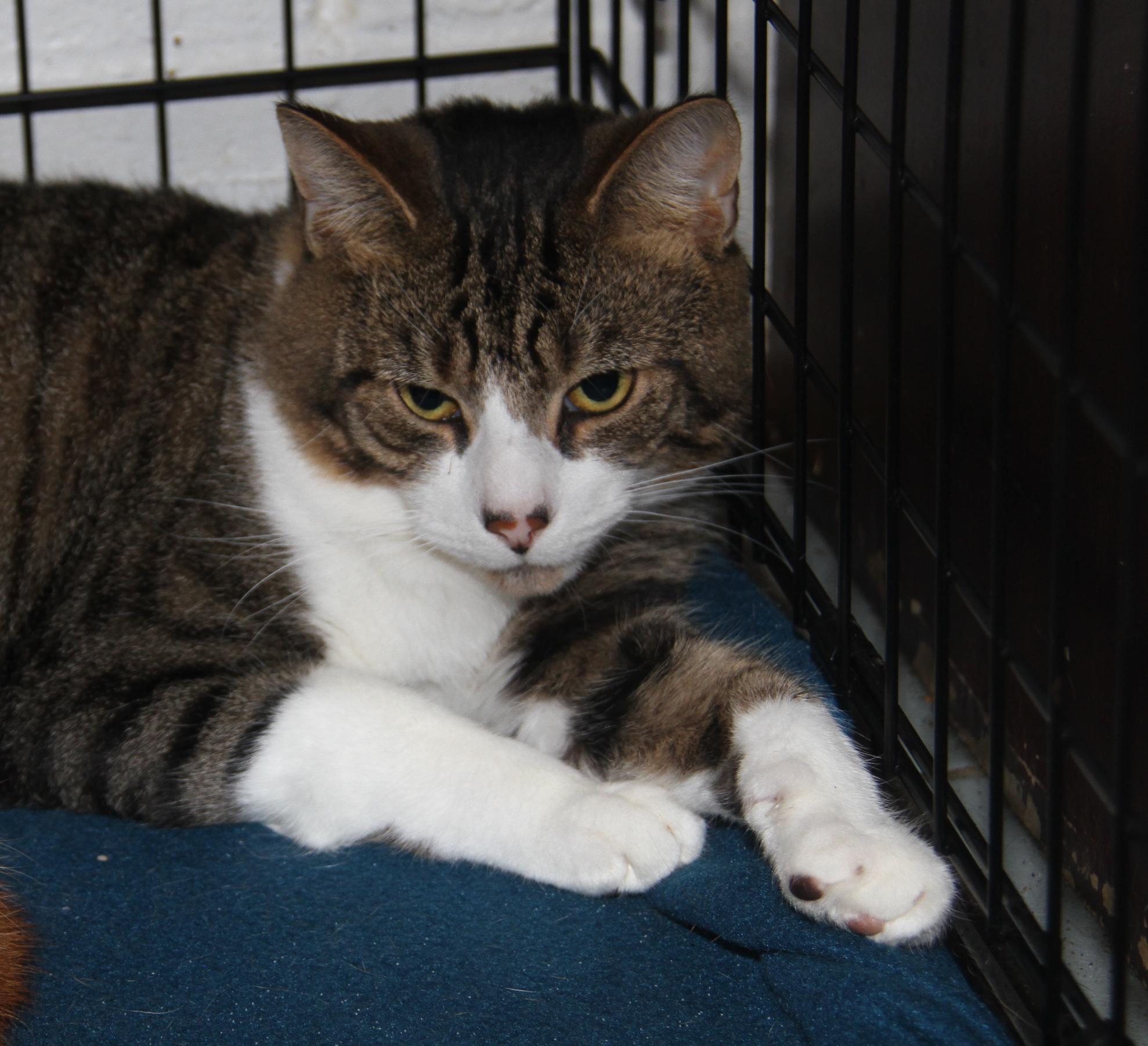 Foxy (Neutered) (Bonded Pair w/Monty) (Photos 10/3/2025)