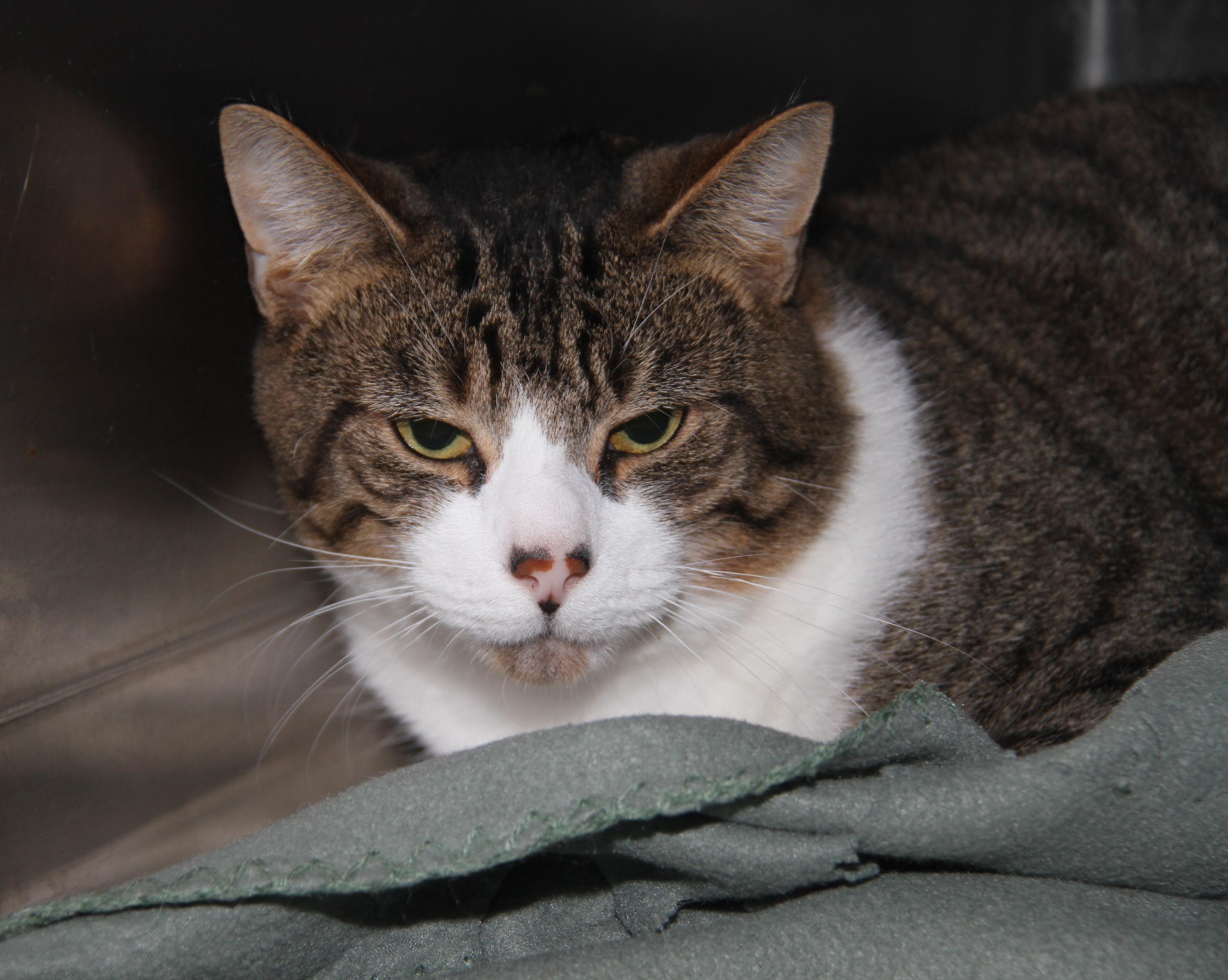 Foxy (Neutered) (Bonded Pair w/Monty) (Photos 10/3/2025)