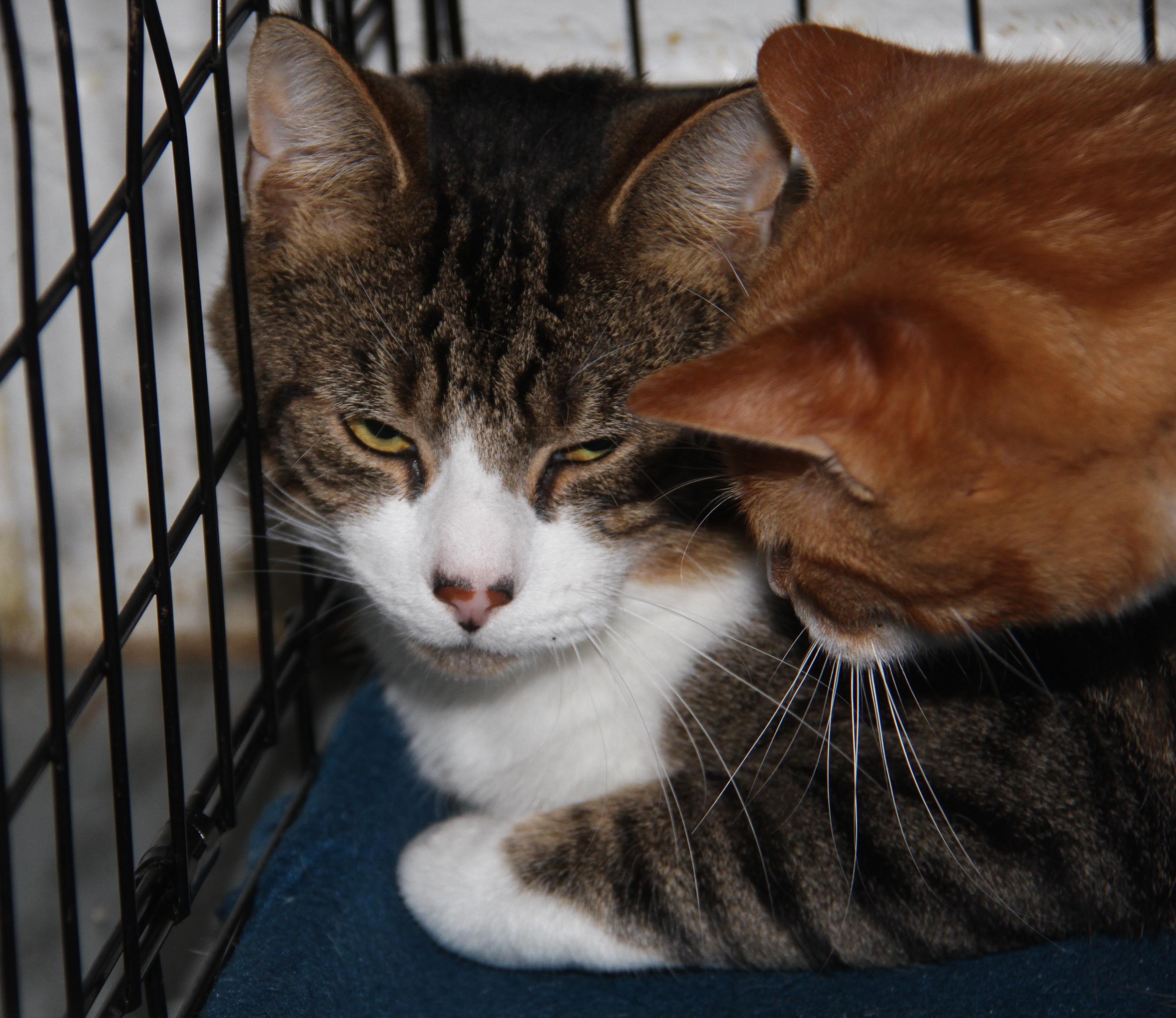 Foxy (Neutered) (Bonded Pair w/Monty) (Photos 10/3/2025)