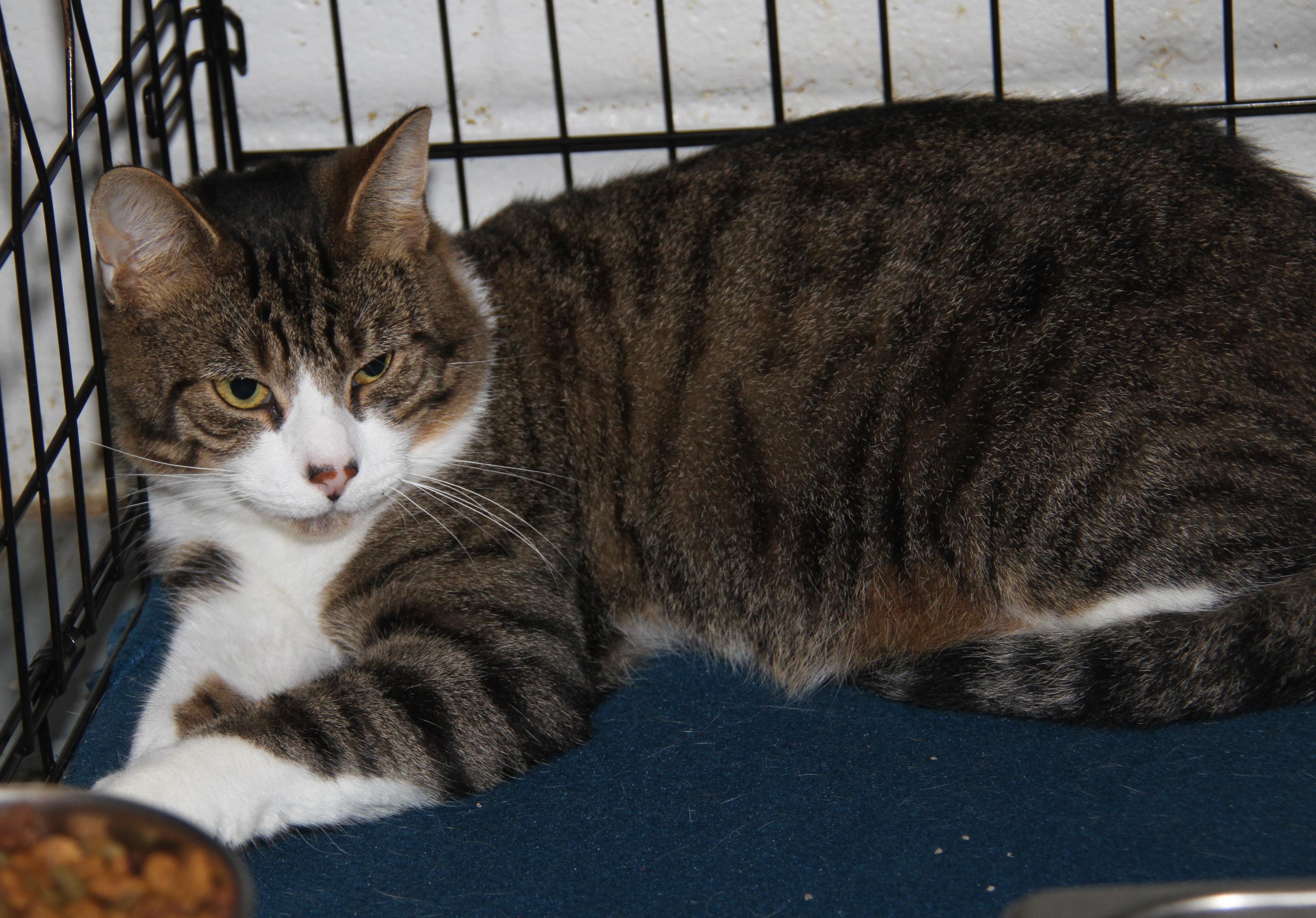 Foxy (Neutered) (Bonded Pair w/Monty) (Photos 10/3/2025)