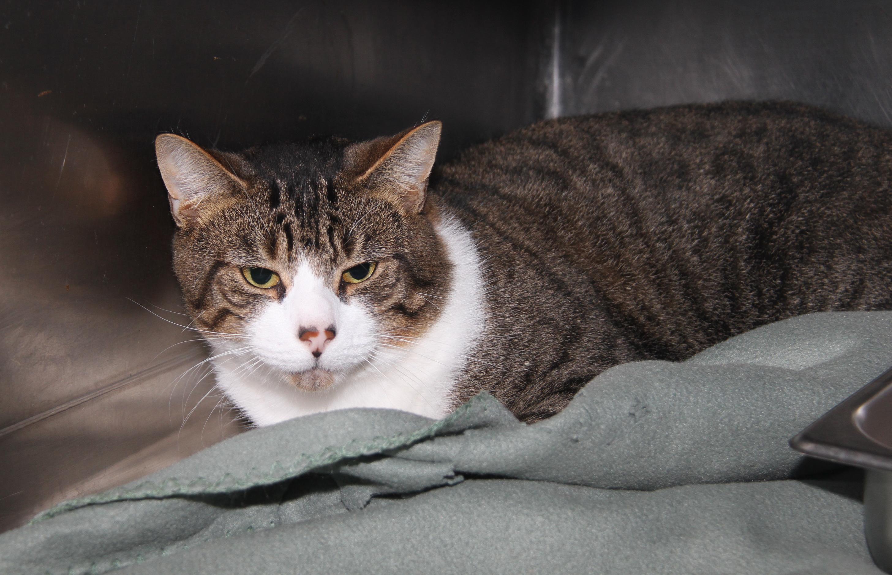 Foxy (Neutered) (Bonded Pair w/Monty) (Photos 10/3/2025)