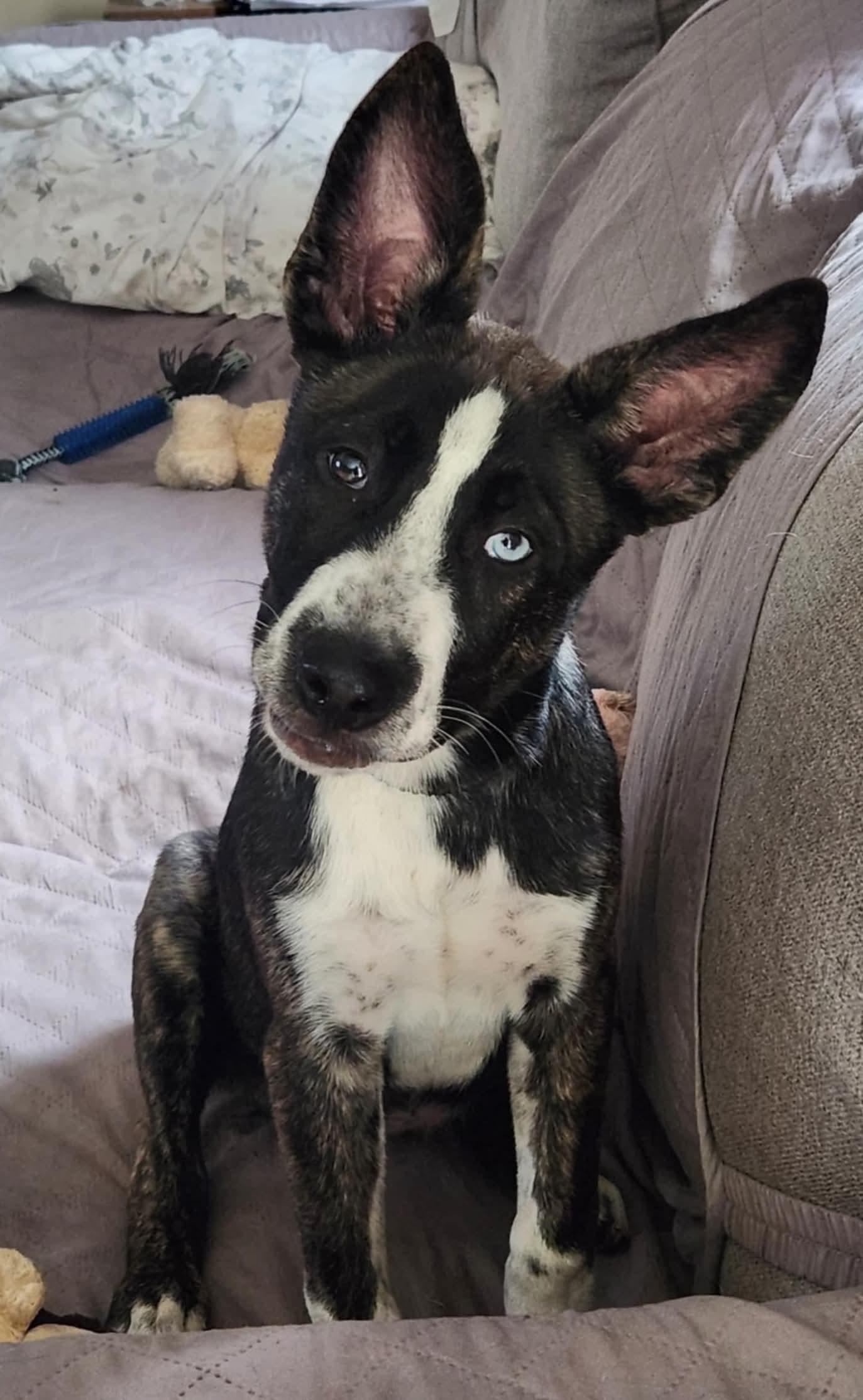 Enlarge Gia, a Adopted mixed breed in South Elgin, IL image 2/4