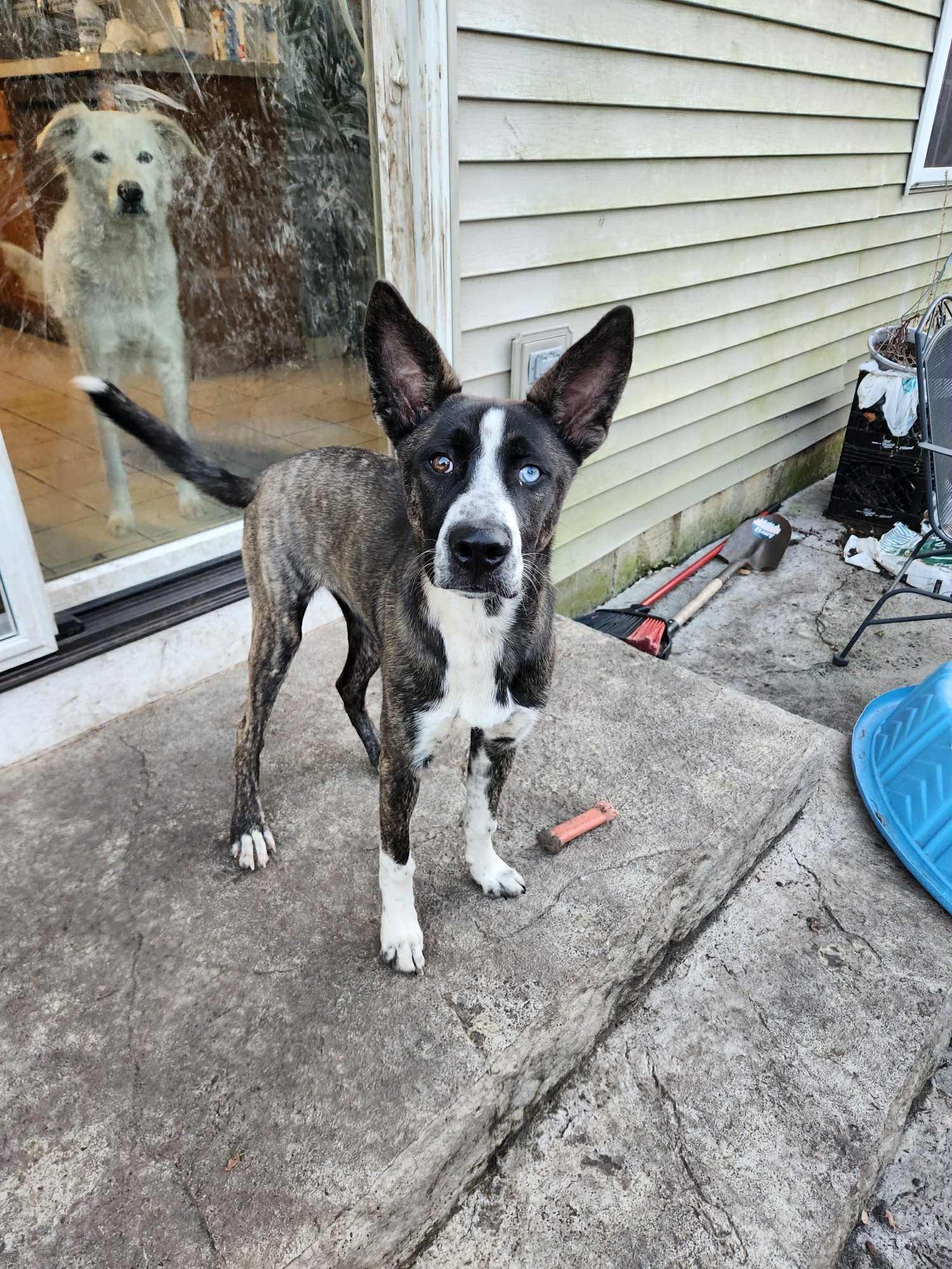 Enlarge Gia, a Adopted mixed breed in South Elgin, IL image 3/4