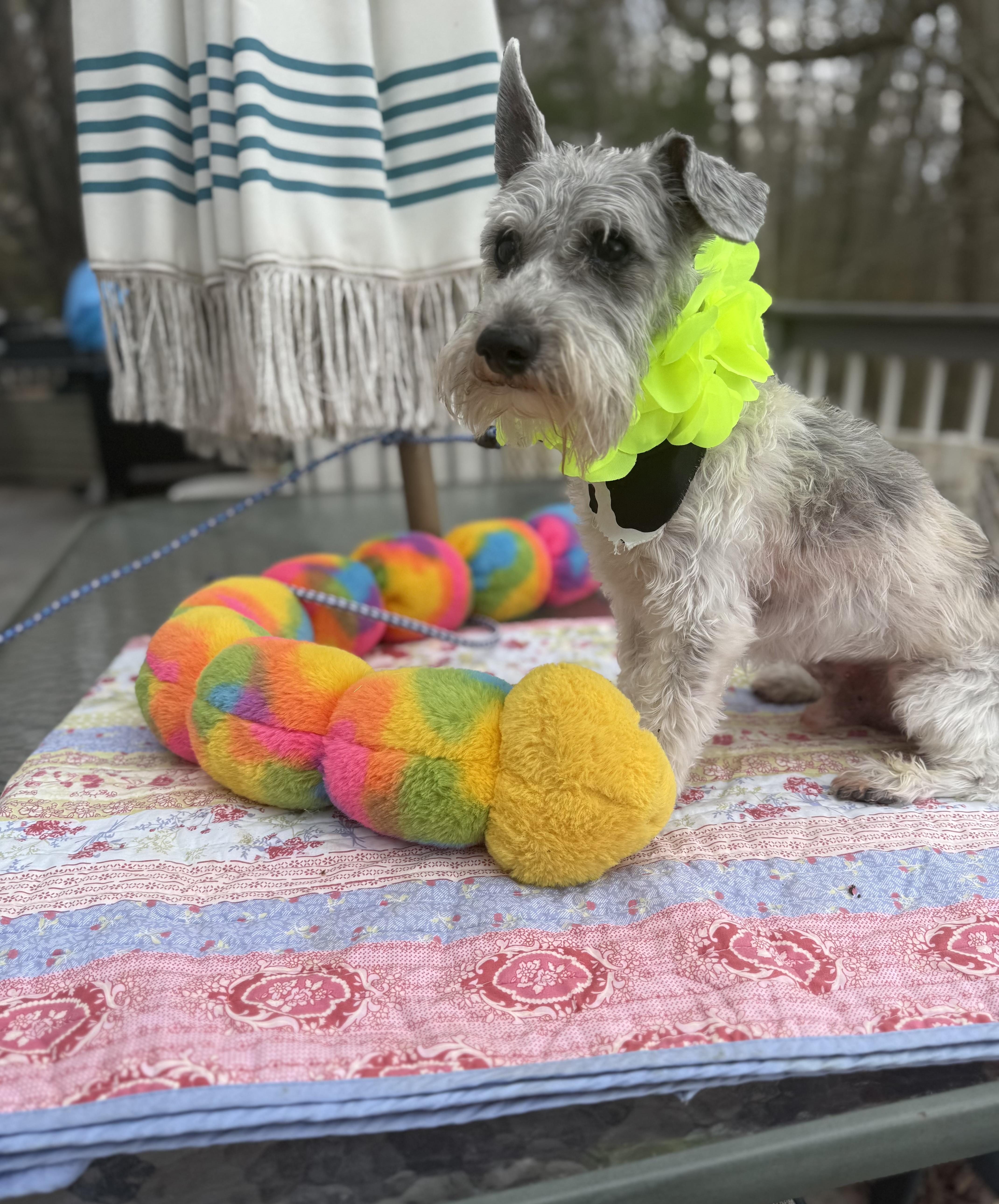 Enlarge Riley , a ADOPTABLE Miniature Schnauzer in White Lake, MI image 5/5