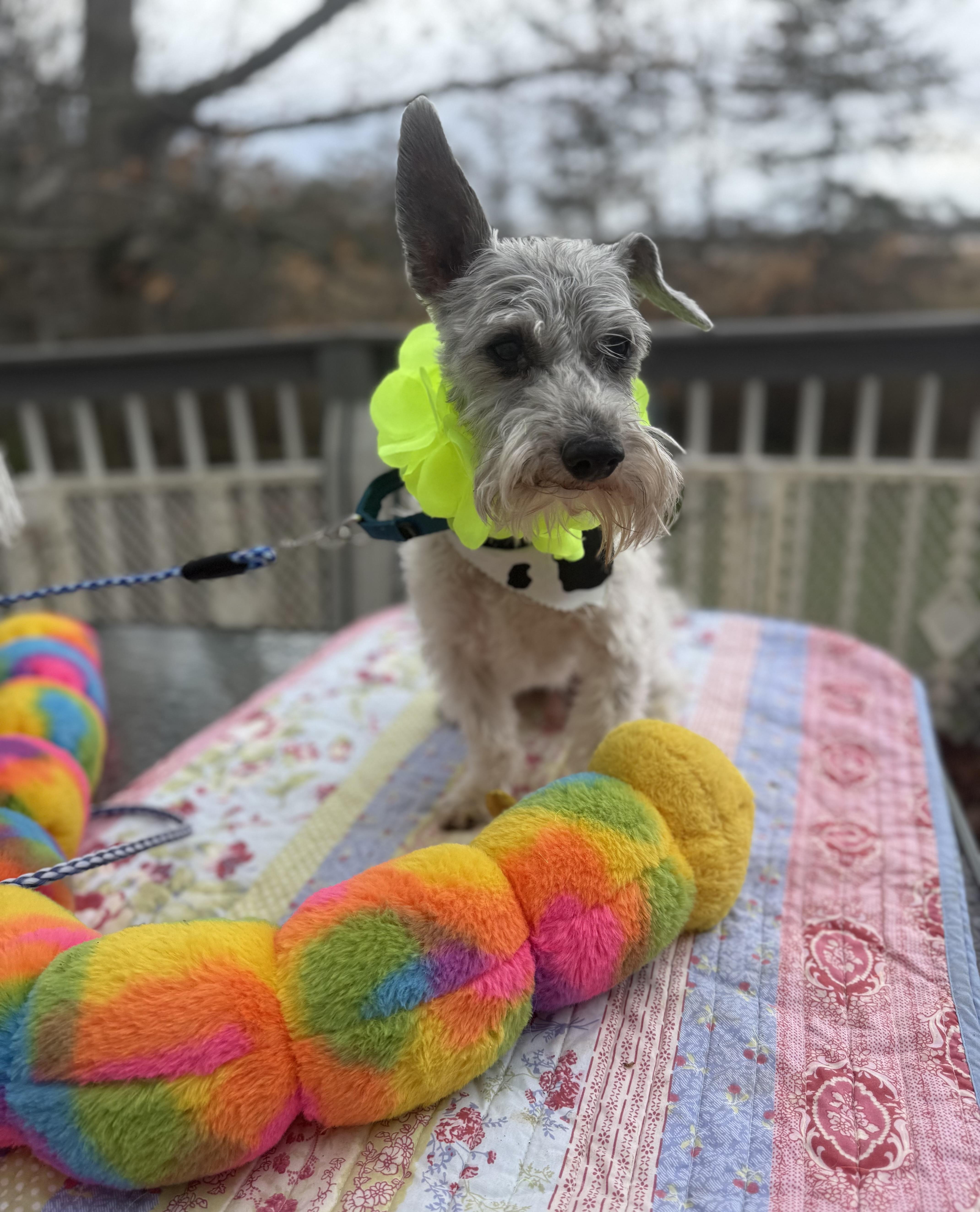 Enlarge Riley , a ADOPTABLE Miniature Schnauzer in White Lake, MI image 4/5