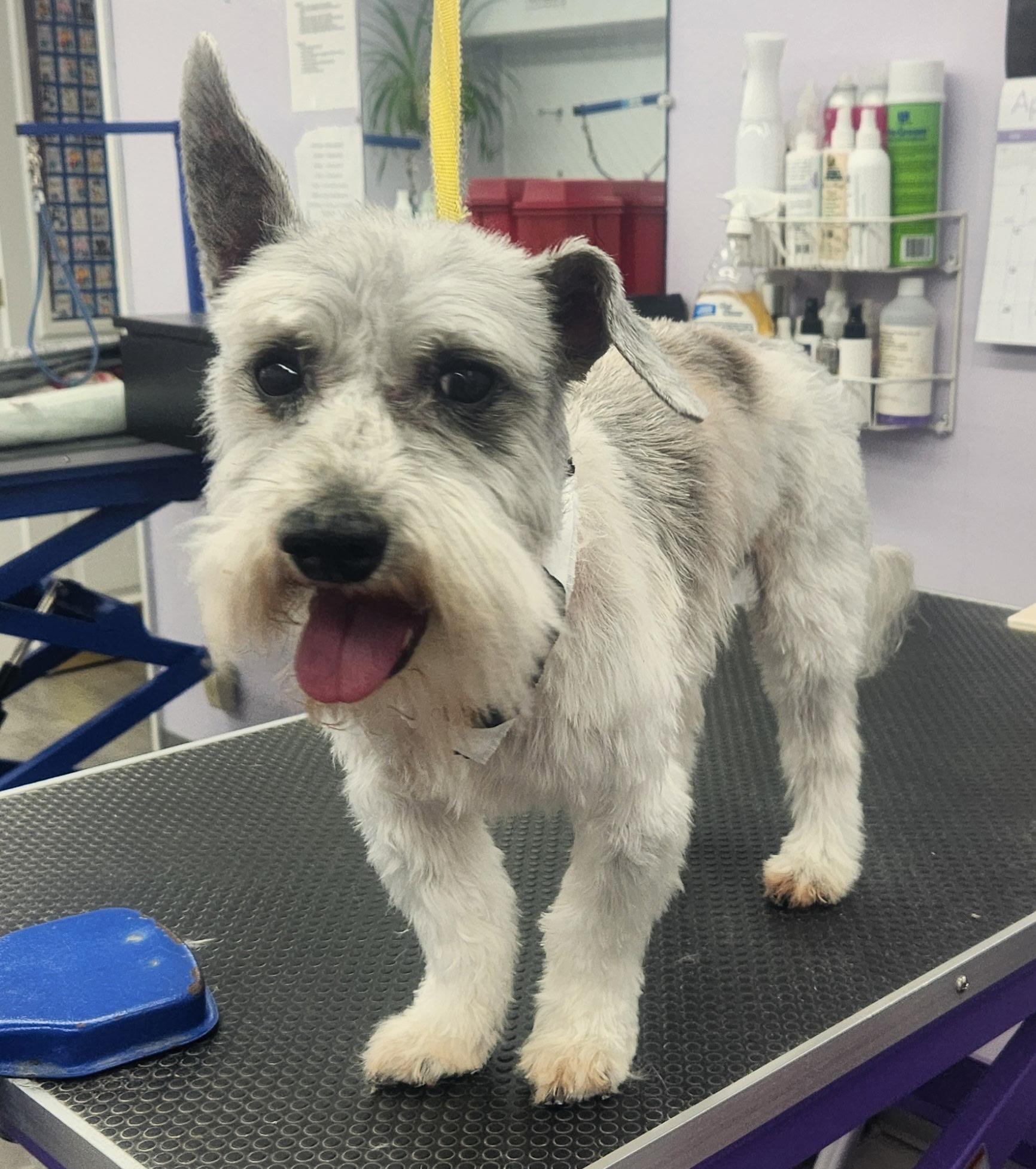 Enlarge Riley , a ADOPTABLE Miniature Schnauzer in White Lake, MI image 2/5