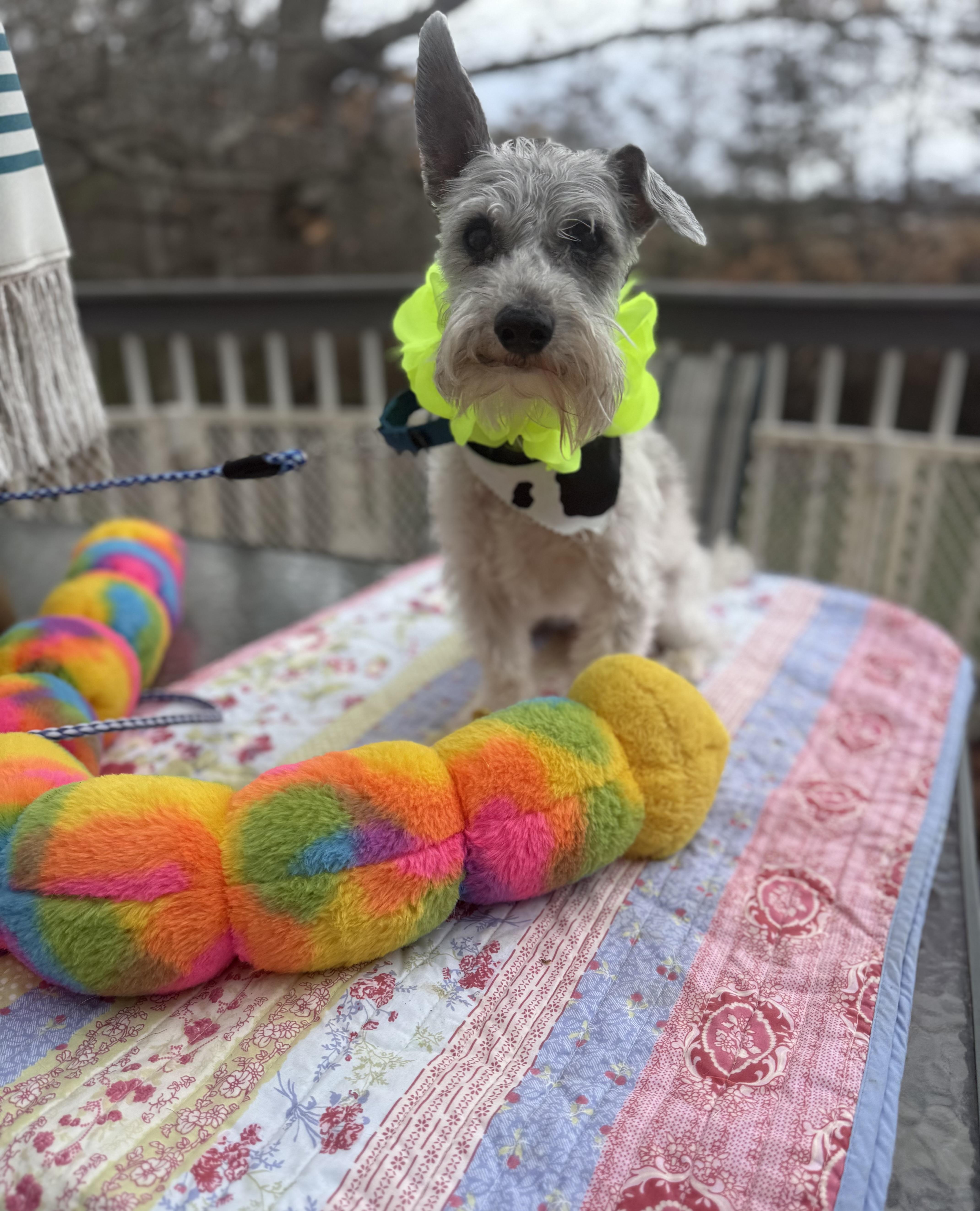 Enlarge Riley , a ADOPTABLE Miniature Schnauzer in White Lake, MI image 3/5