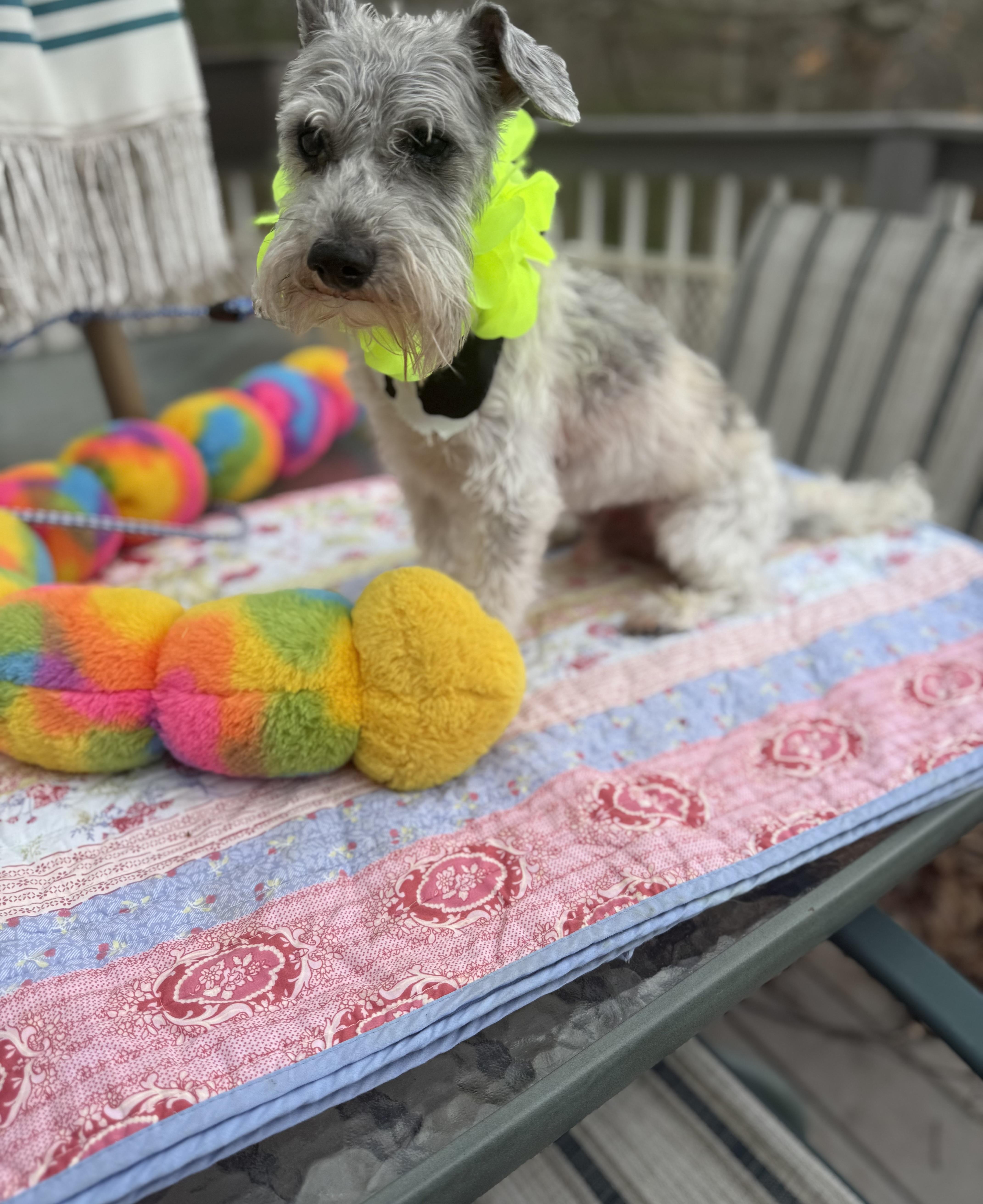 Riley , ADOPTABLE, Adult Male Miniature Schnauzer.