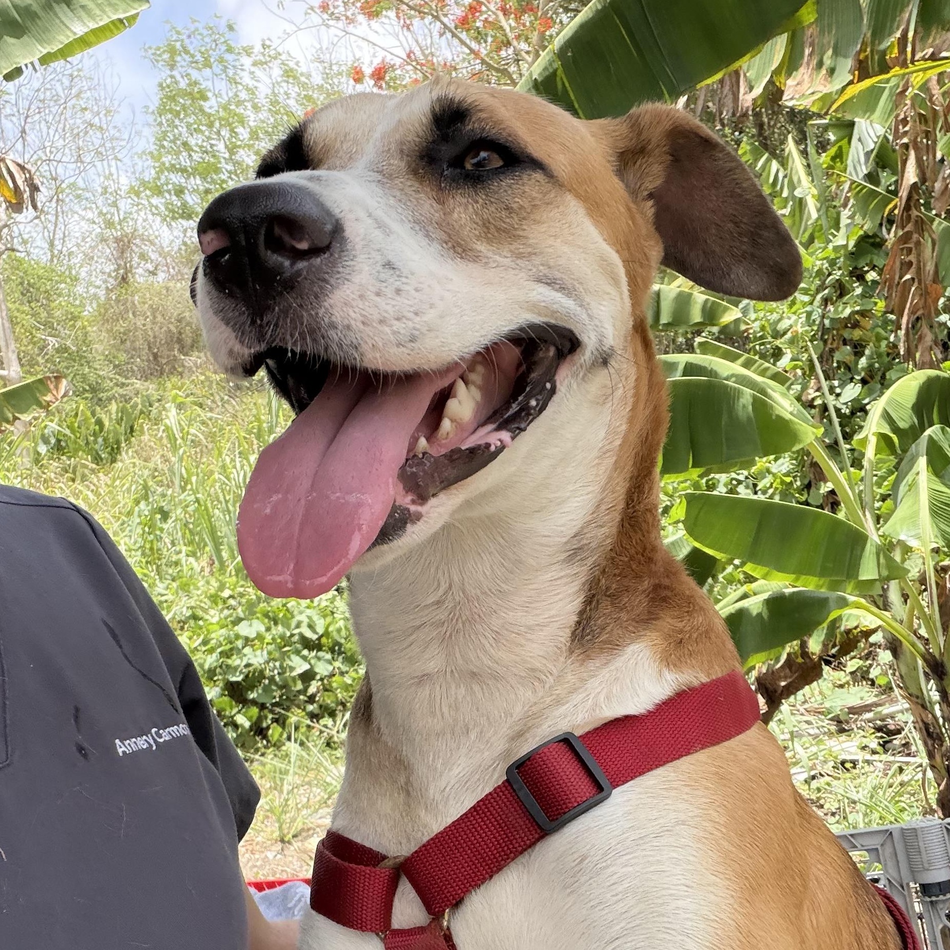 Enlarge Louis - The Big Playful Lovebug, a Adoptable mixed breed in GREAT NECK , NY image 4/6