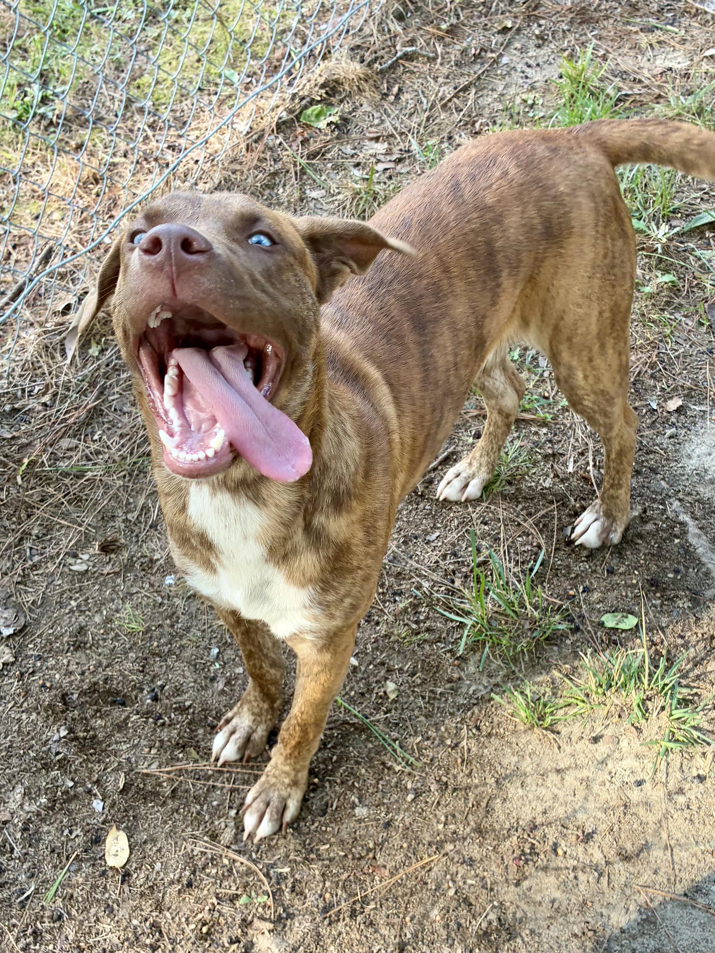 Newman, a ADOPTABLE mixed breed in Heathsville, VA image 2/5