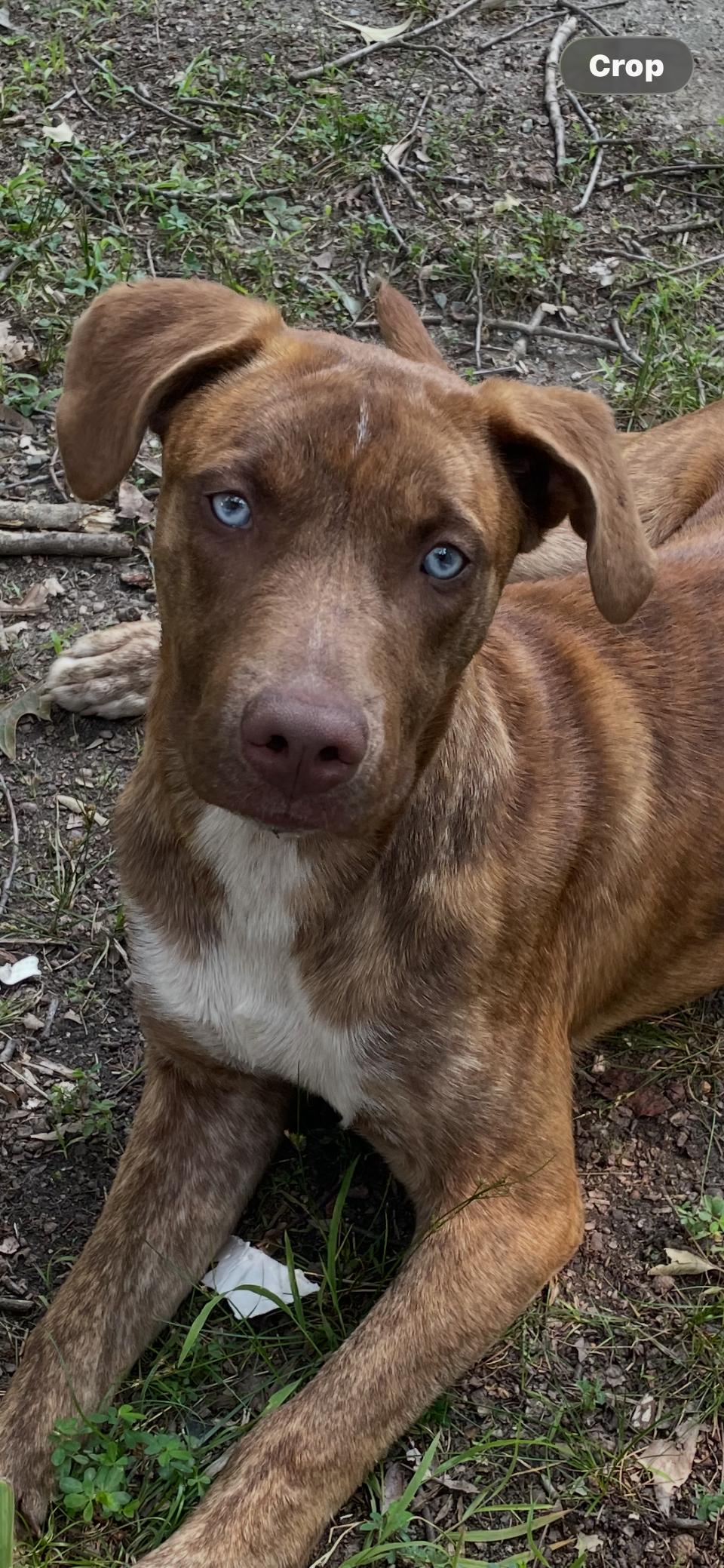 Newman, a ADOPTABLE mixed breed in Heathsville, VA image 4/5
