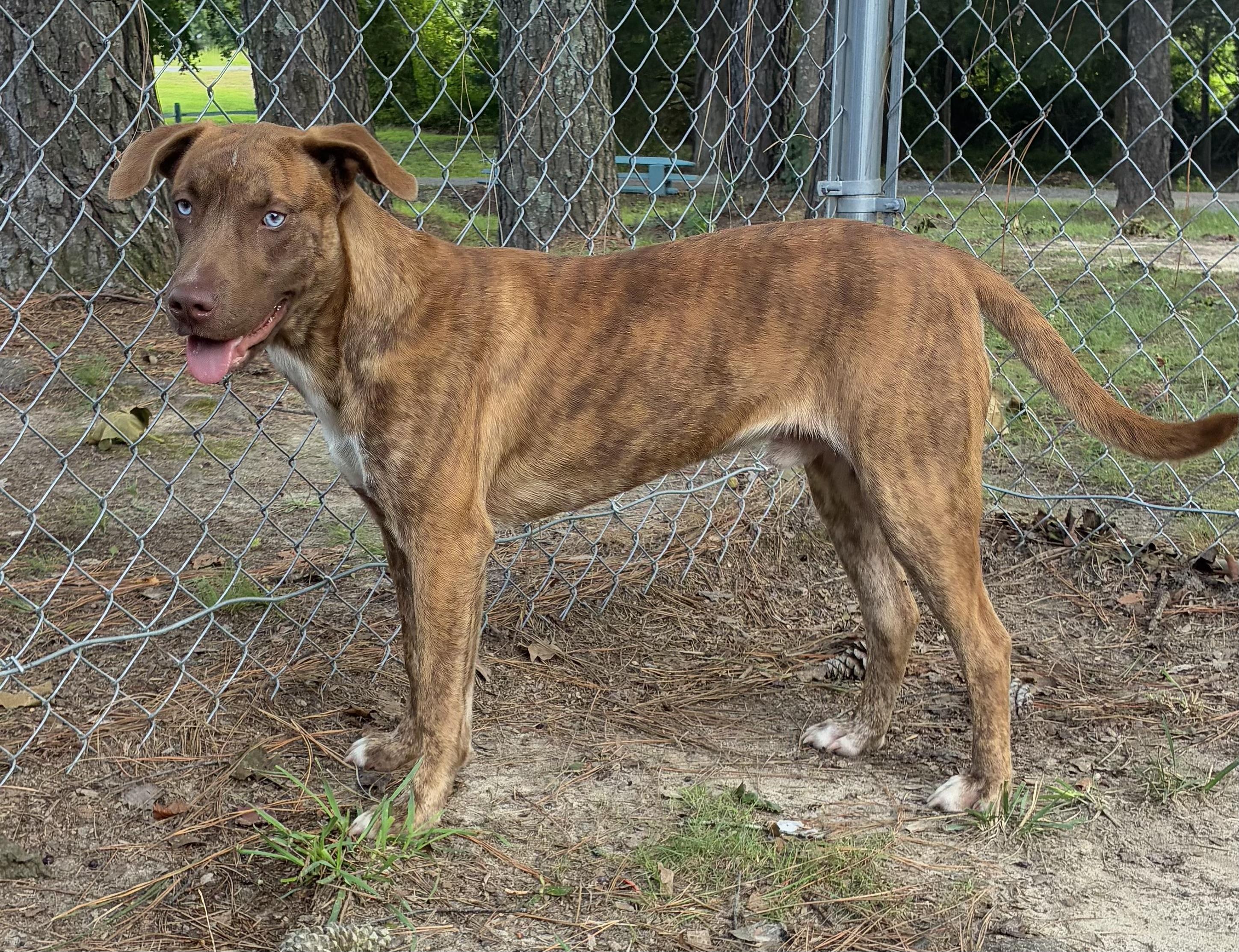 Newman, a ADOPTABLE mixed breed in Heathsville, VA image 5/5